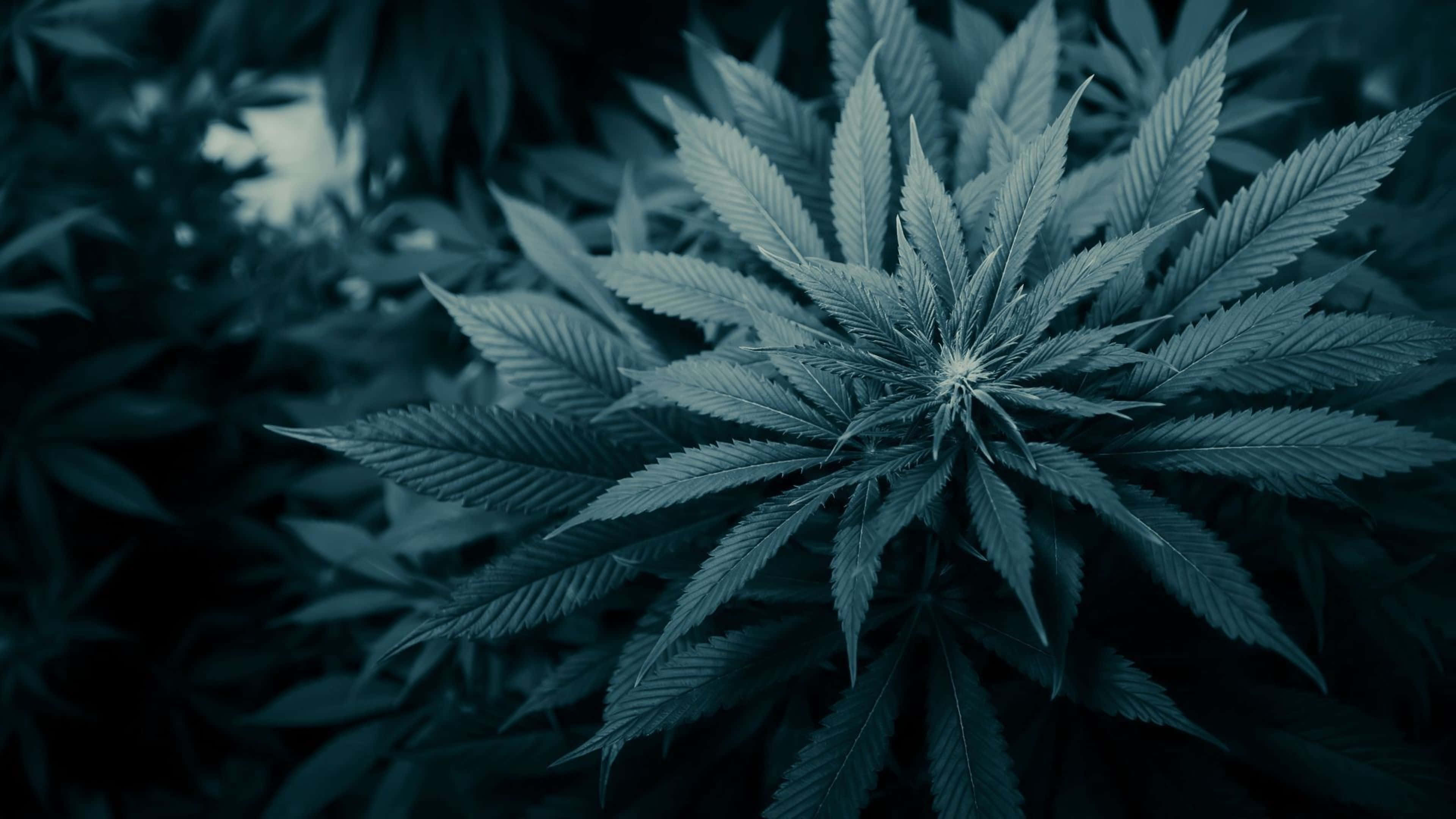 4K Marijuana, cannabis plant, serrated leaves, 4K Desktop Wallpaper