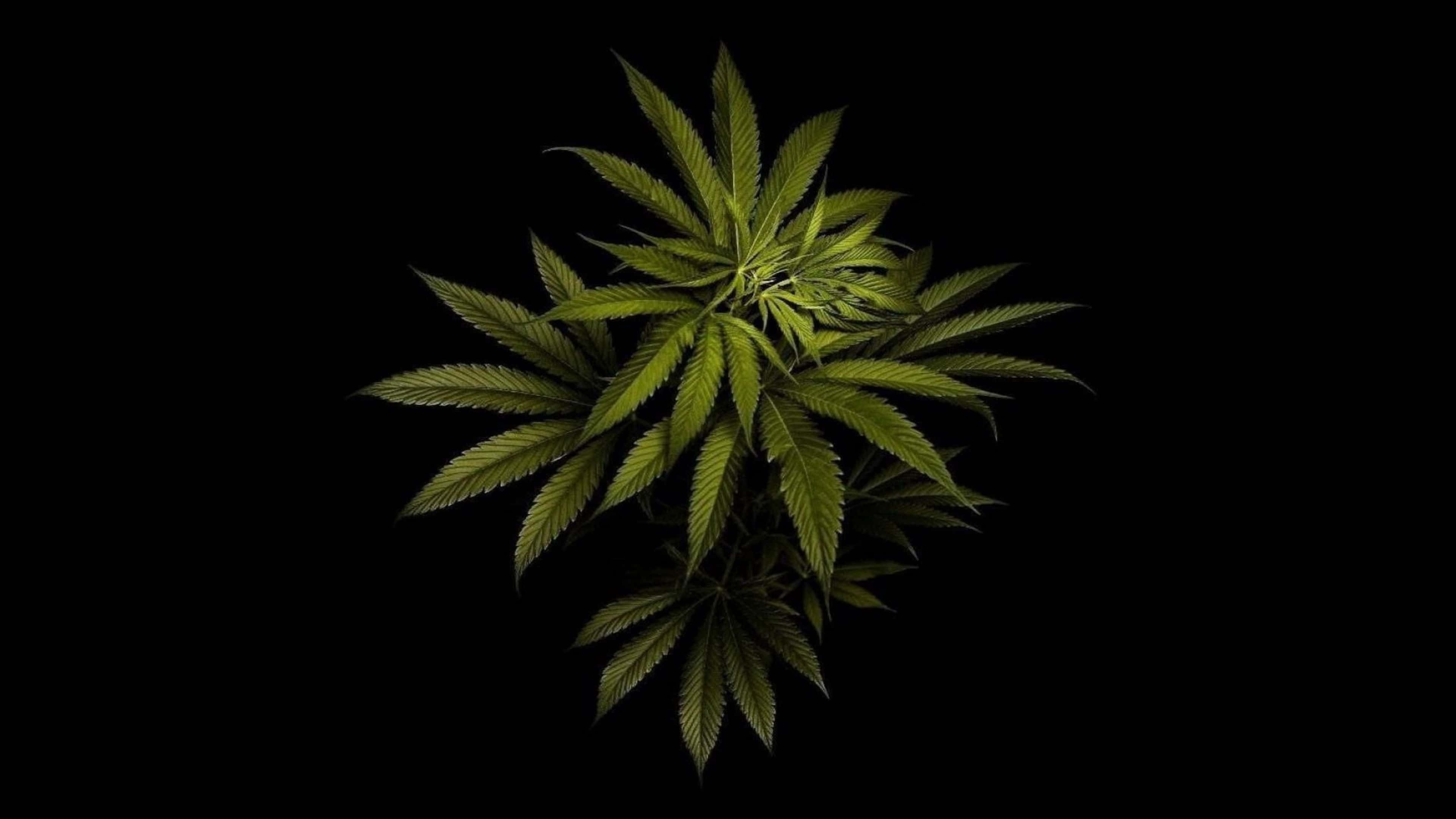 4k marijuana, bright green marijuana bud, vibrant green cannabis plant, 4K Desktop Wallpaper