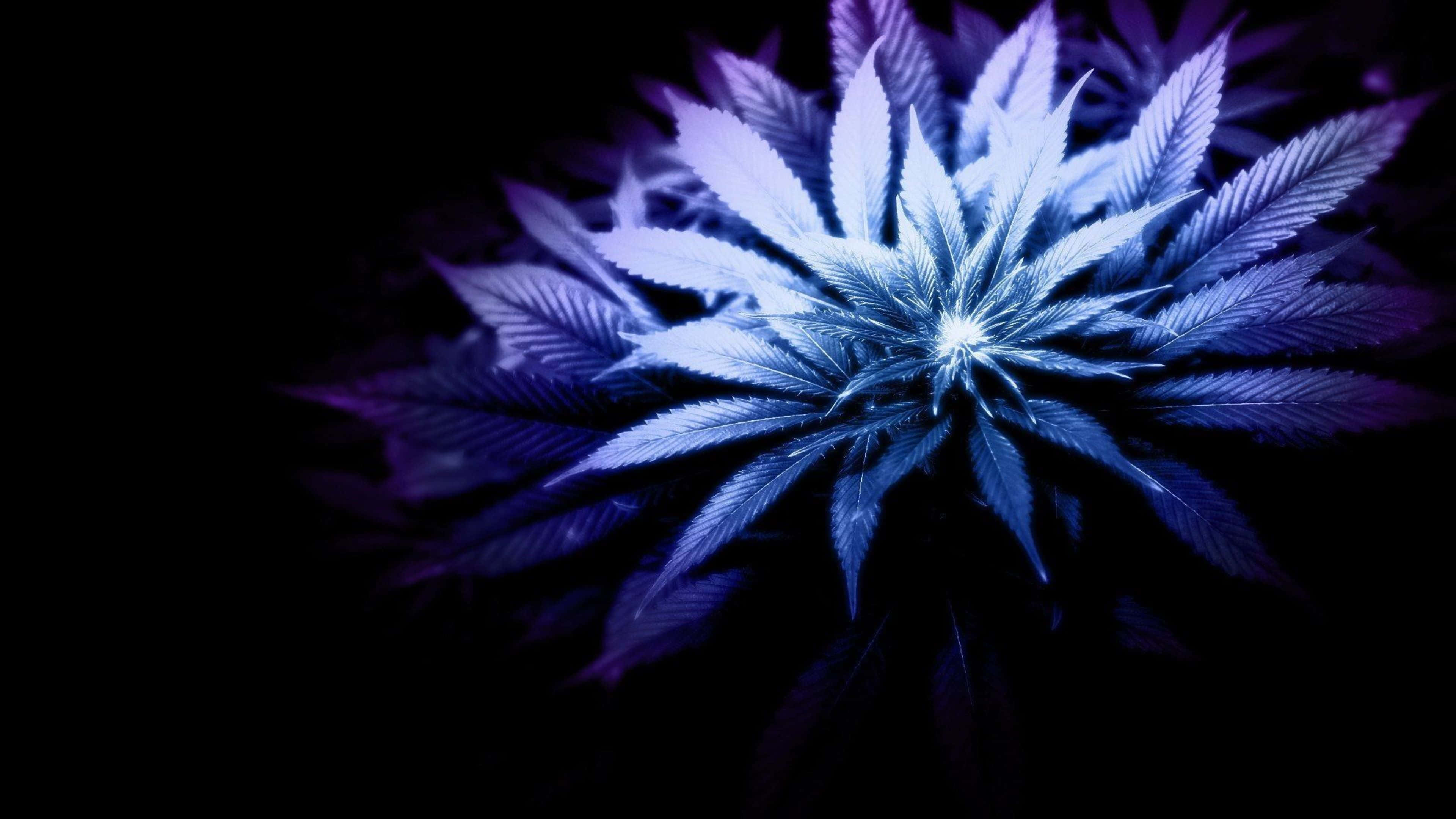 4K, Neon, blue cannabis plant, 4K Desktop Wallpaper