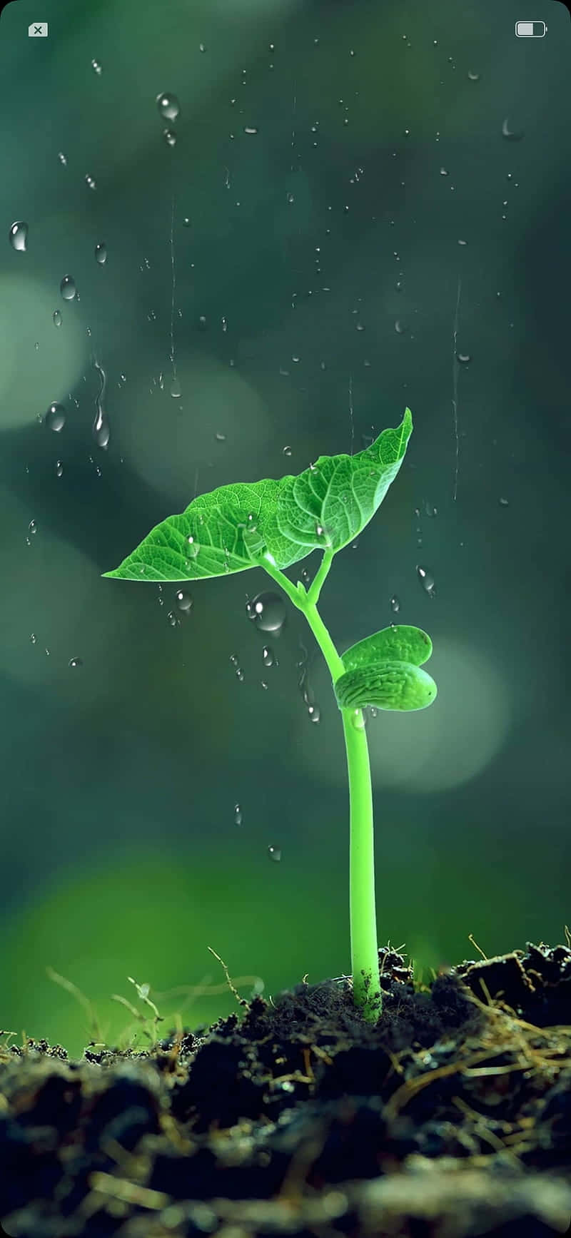 Small Phone, vibrant green sprout, dark soil, HD Phone Wallpaper