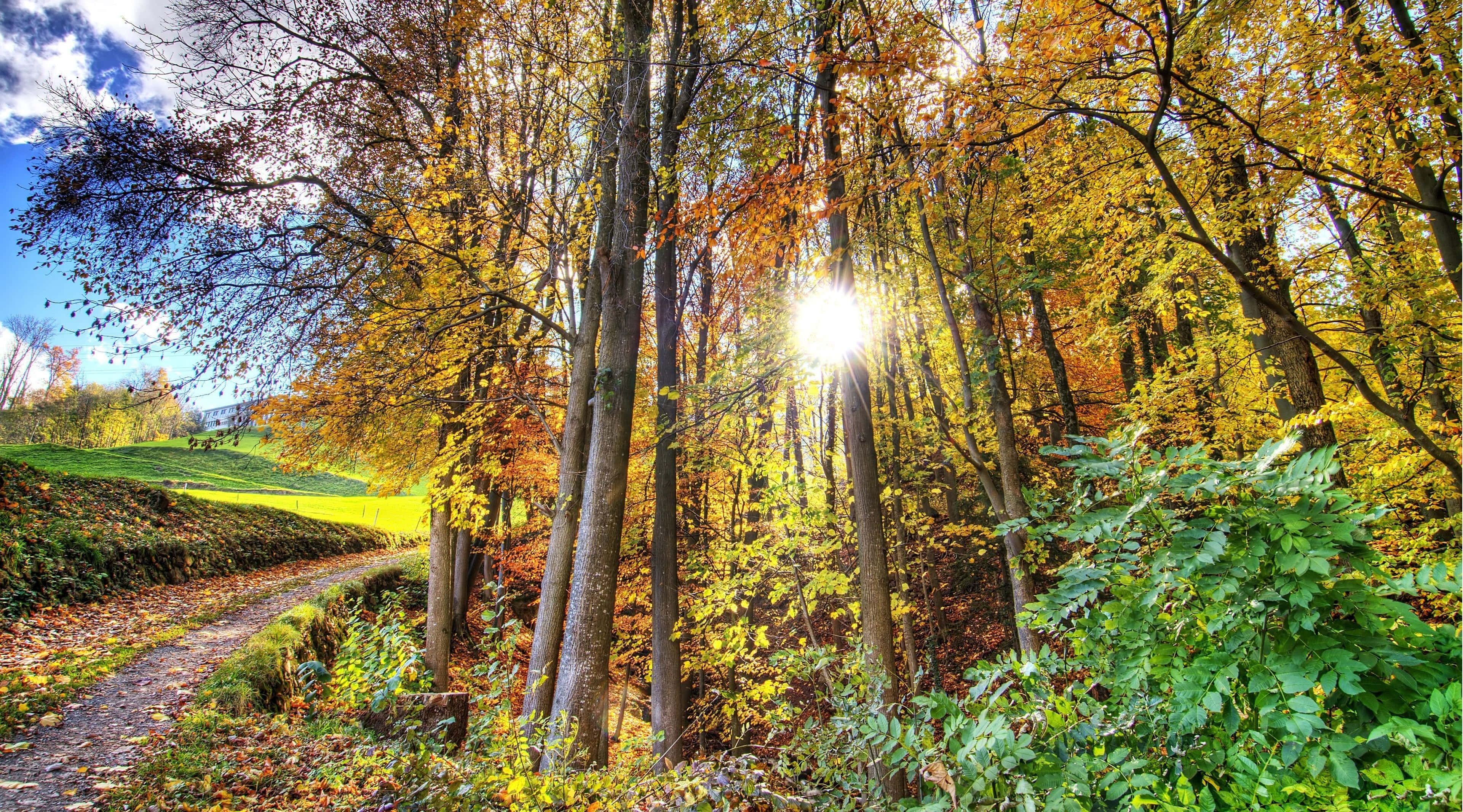 4K HDR, 3842 x 2133, golden autumn leaves, 4K Desktop Wallpaper