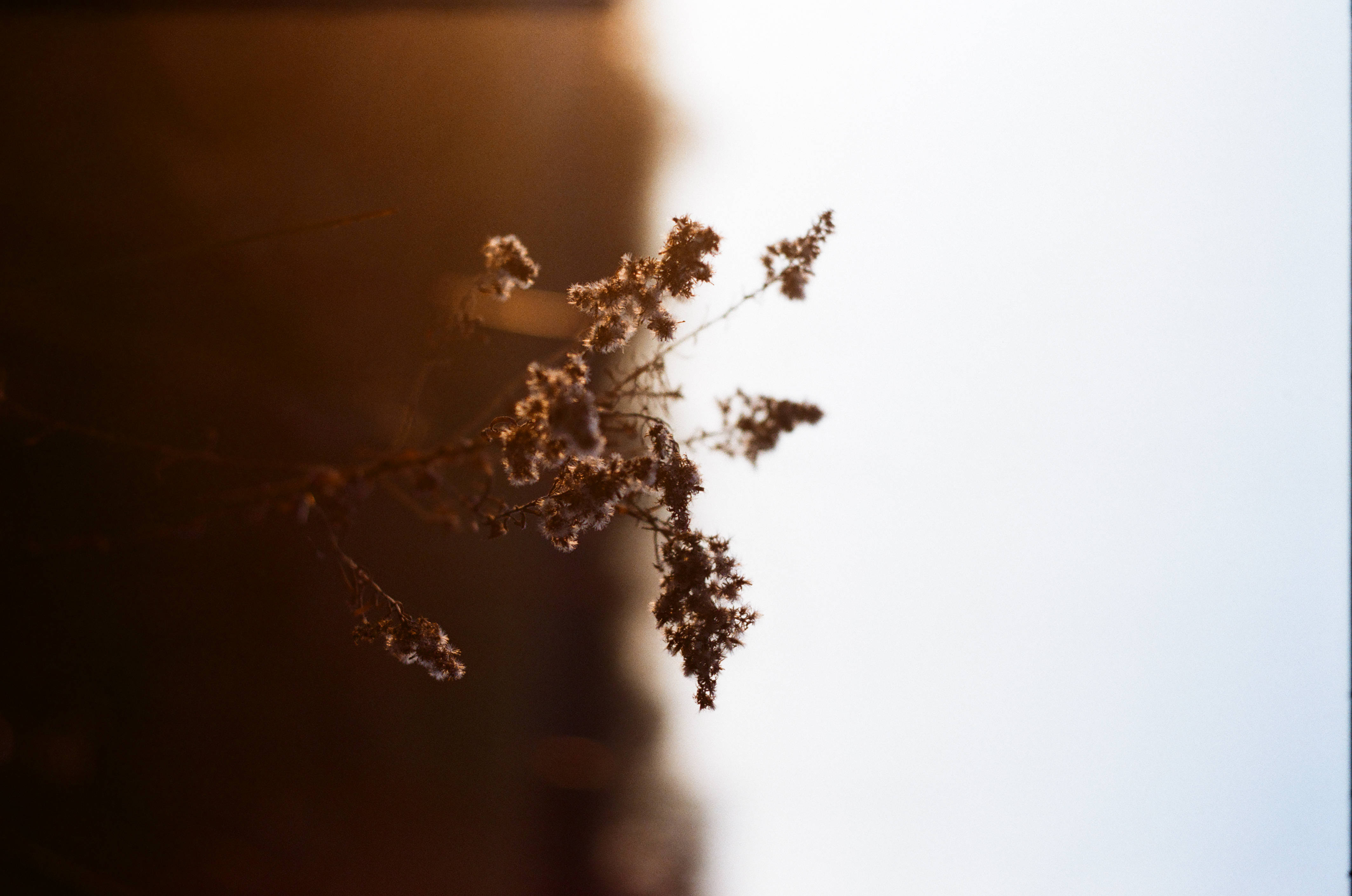 4K Resolution, Golden Sunlight, Soft Blue Sky, 4K Desktop Wallpaper