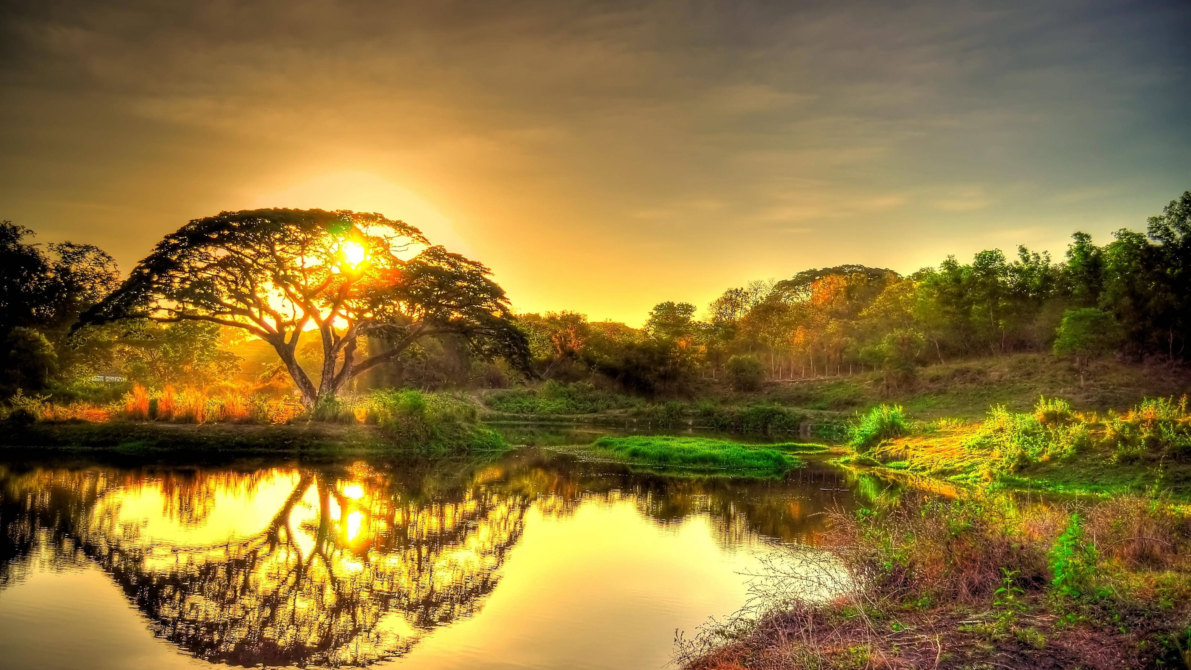 golden sunrise, calm pond, lush greenery, 4K Desktop Wallpaper