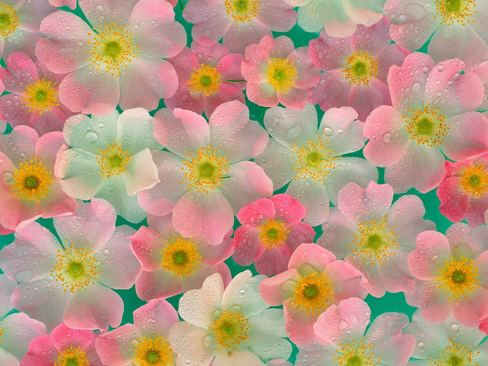 4K Nature, pink flowers, white flowers, HD Desktop Wallpaper