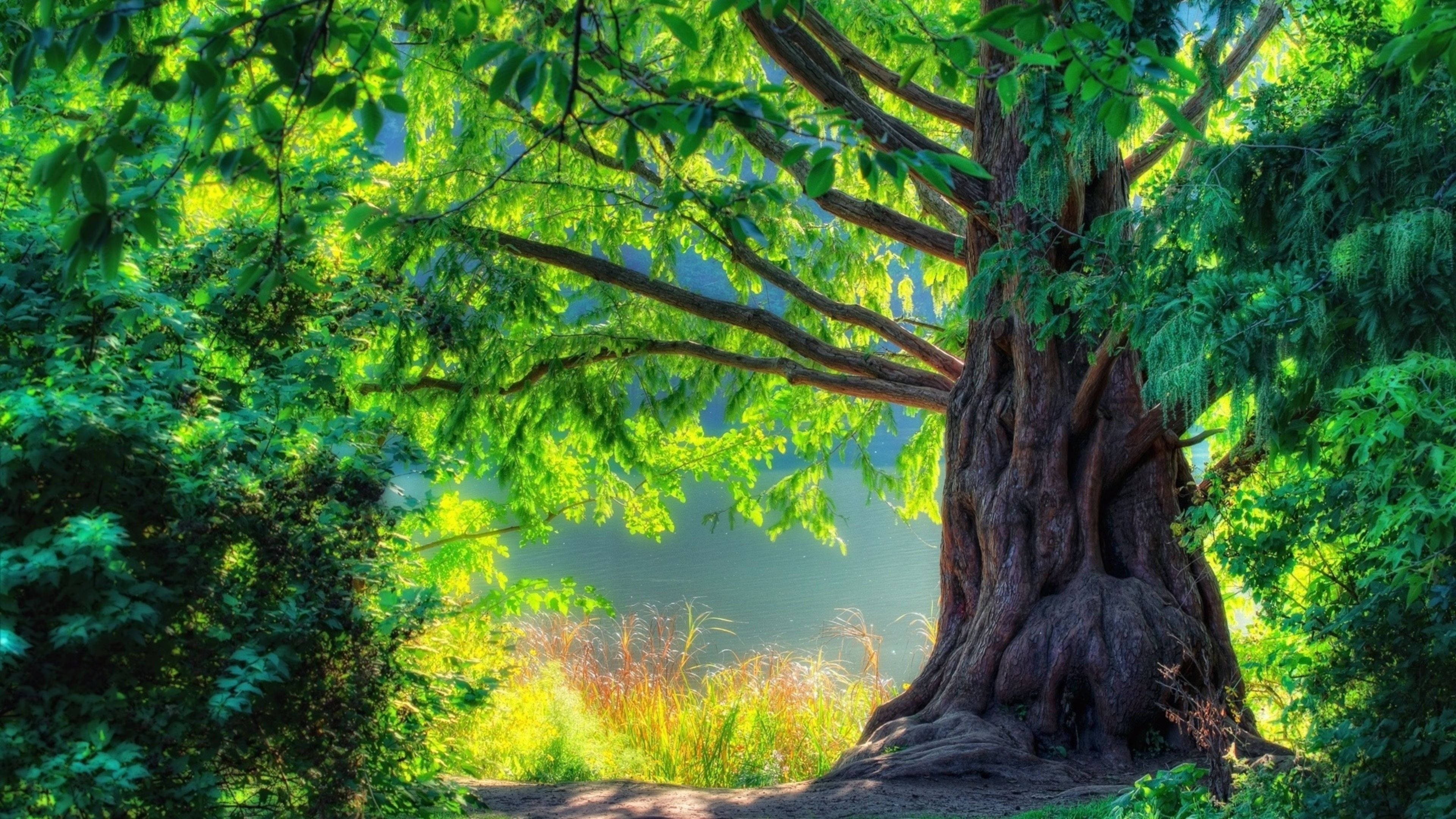 4K Nature, big tree, ancient tree, 4K Desktop Wallpaper