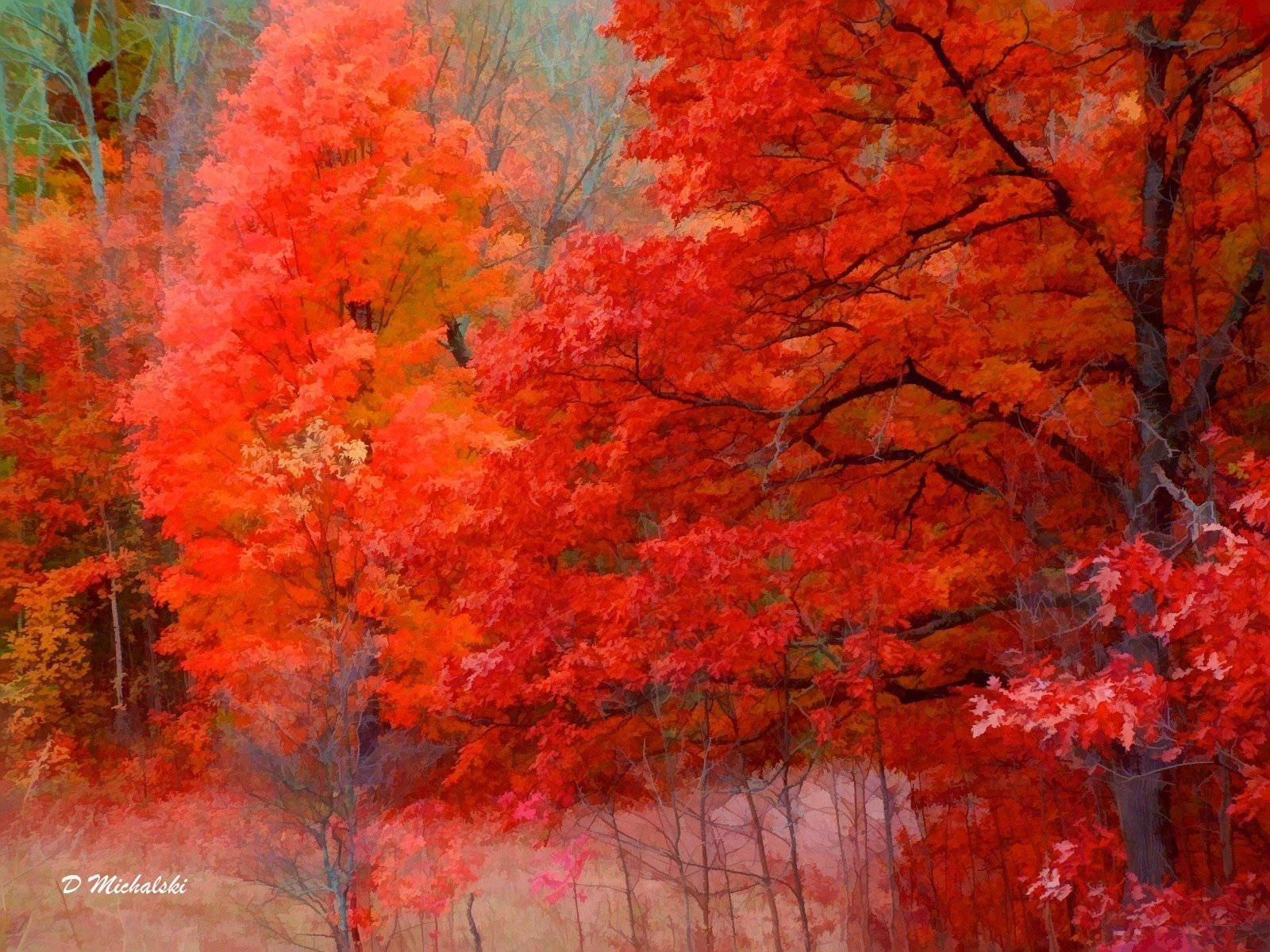 4K Nature, red maple trees, autumn forest, HD Desktop Wallpaper