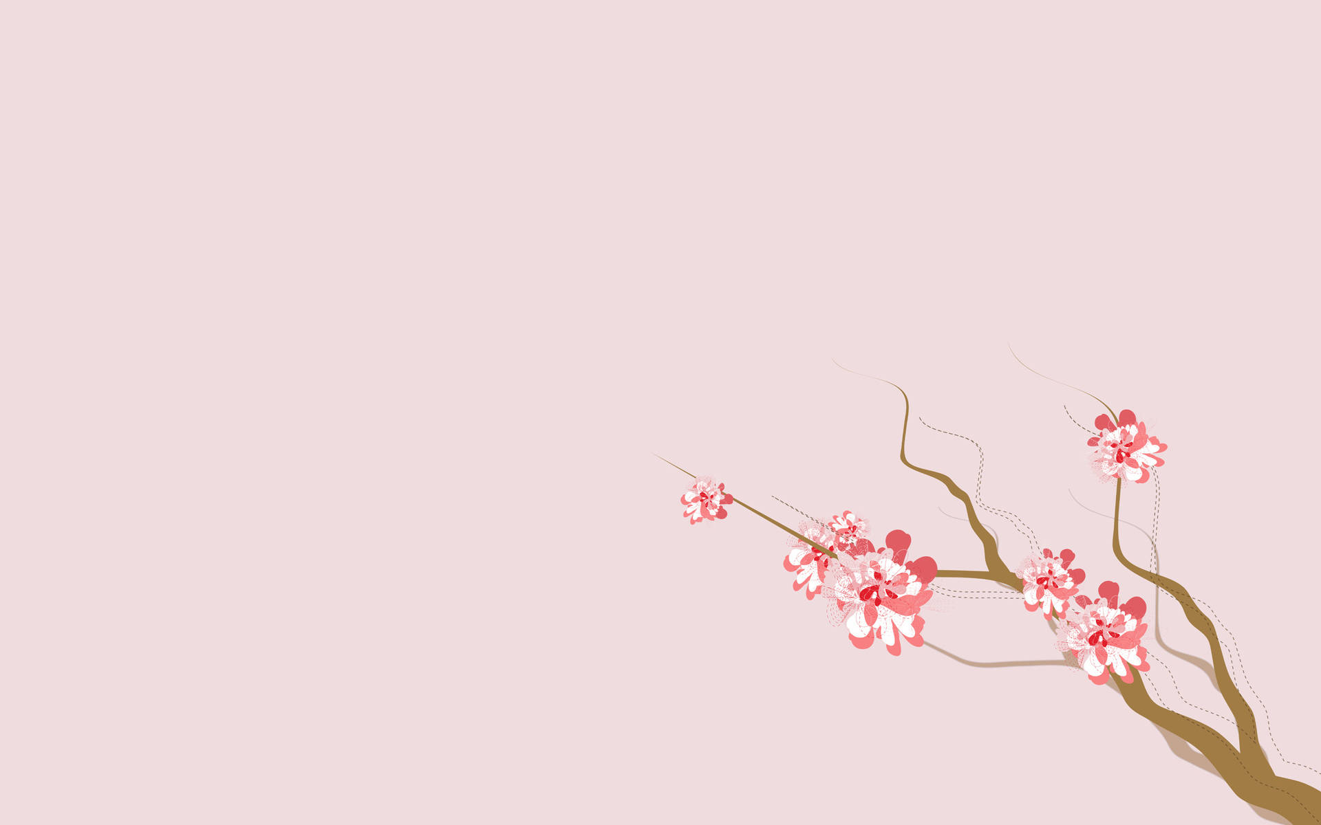 4K Nature, sakura flowers, pink cherry blossoms, Full HD Desktop Wallpaper