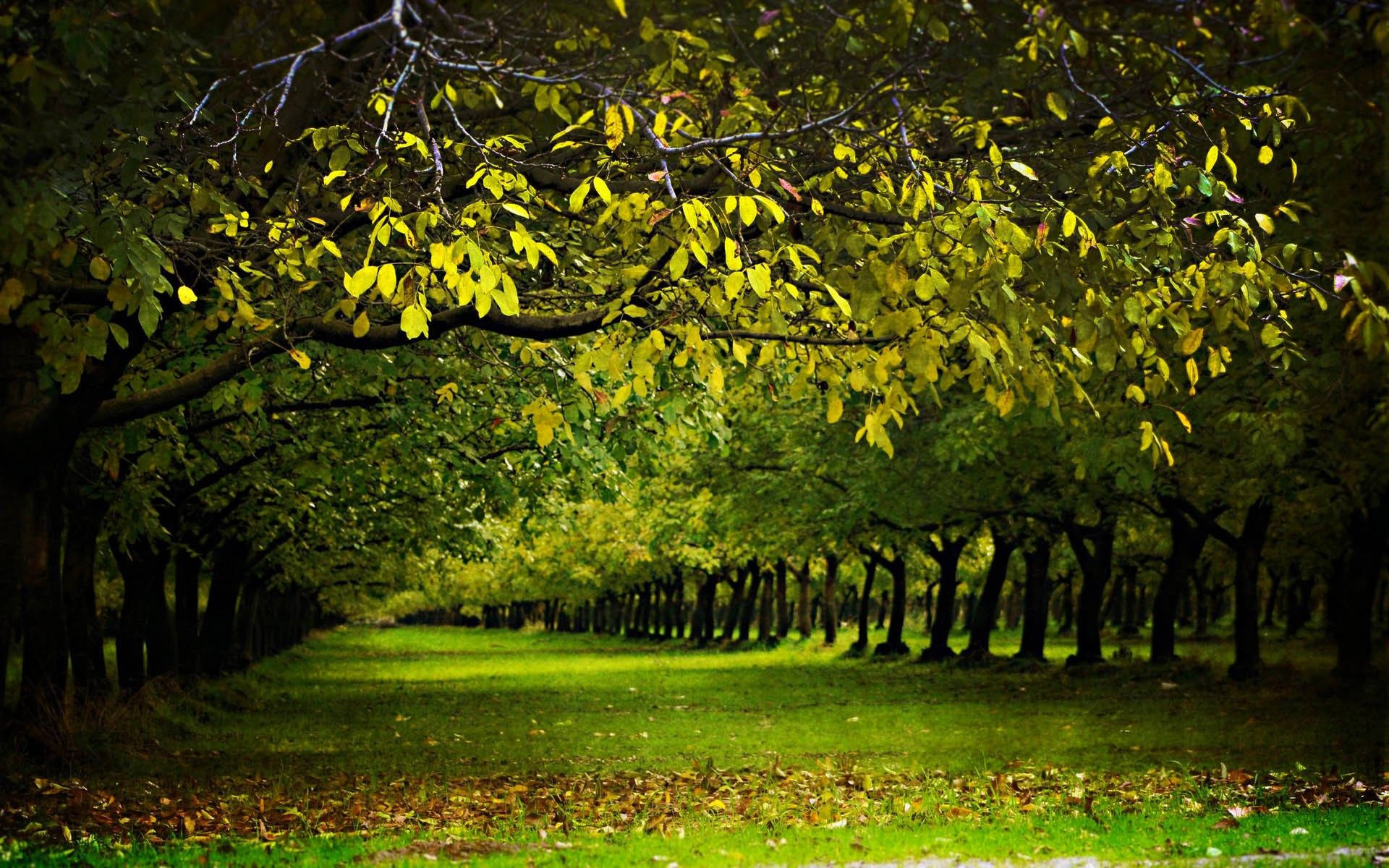 4K Nature, tree path, golden leaves, Full HD Desktop Wallpaper