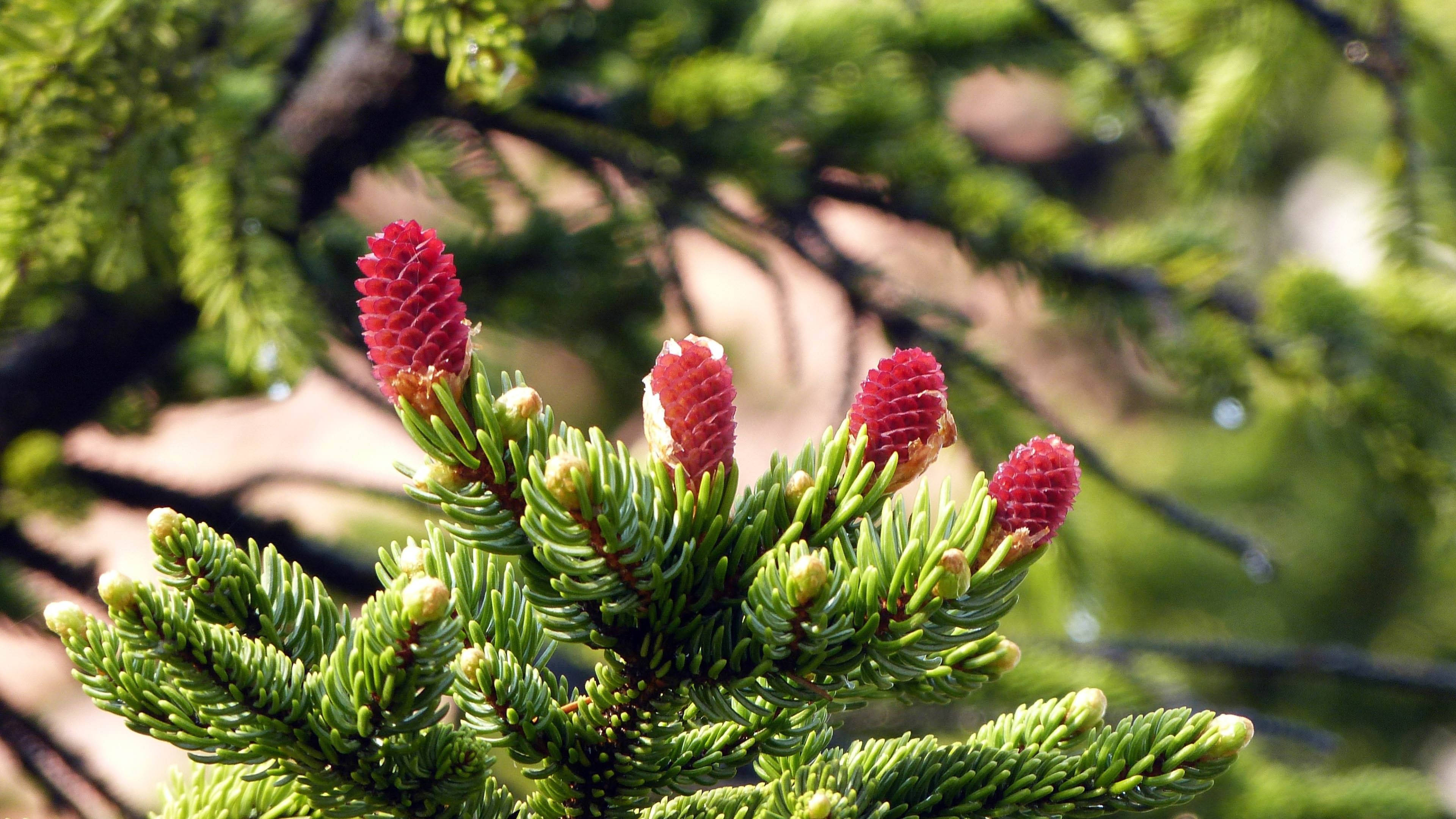 4K Nature, pine tree, red pine cones, 4K Desktop Wallpaper