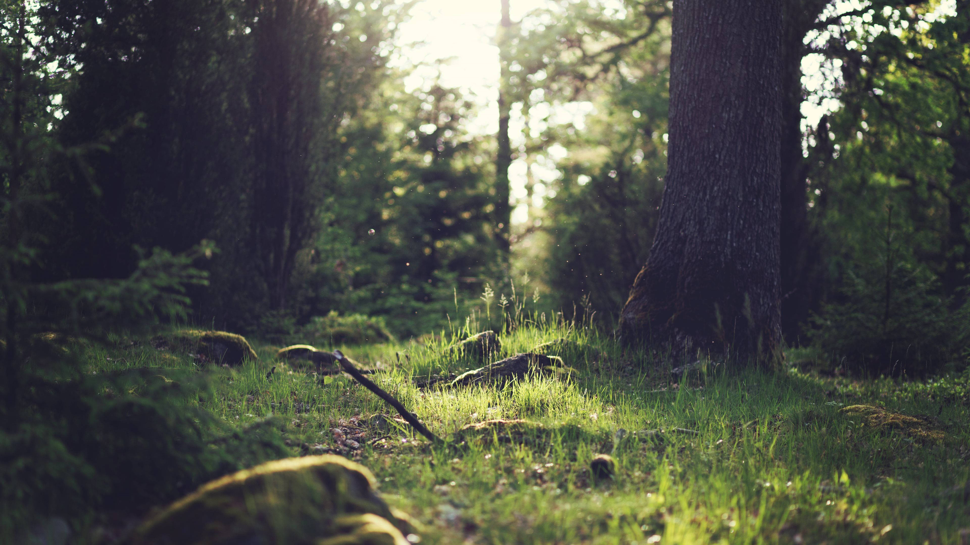 4K Nature, forest floor, mossy forest floor, 4K Desktop Wallpaper