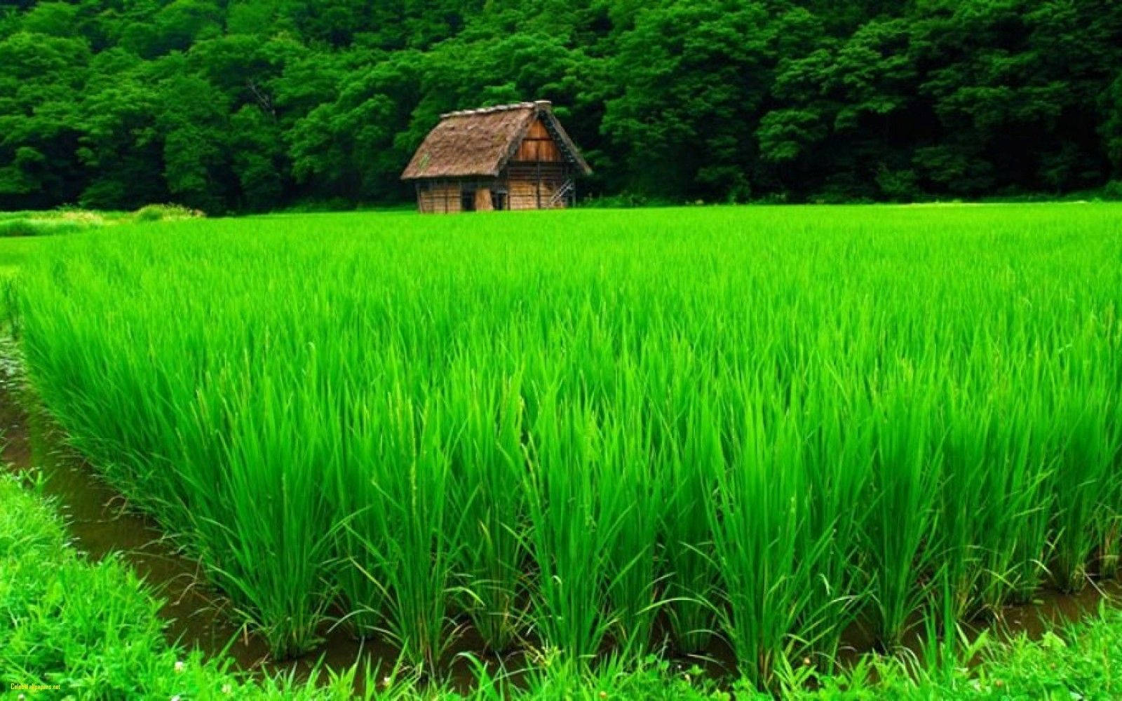 thatched-roof hut, vast vibrant green rice paddy, dense forest, HD Desktop Wallpaper