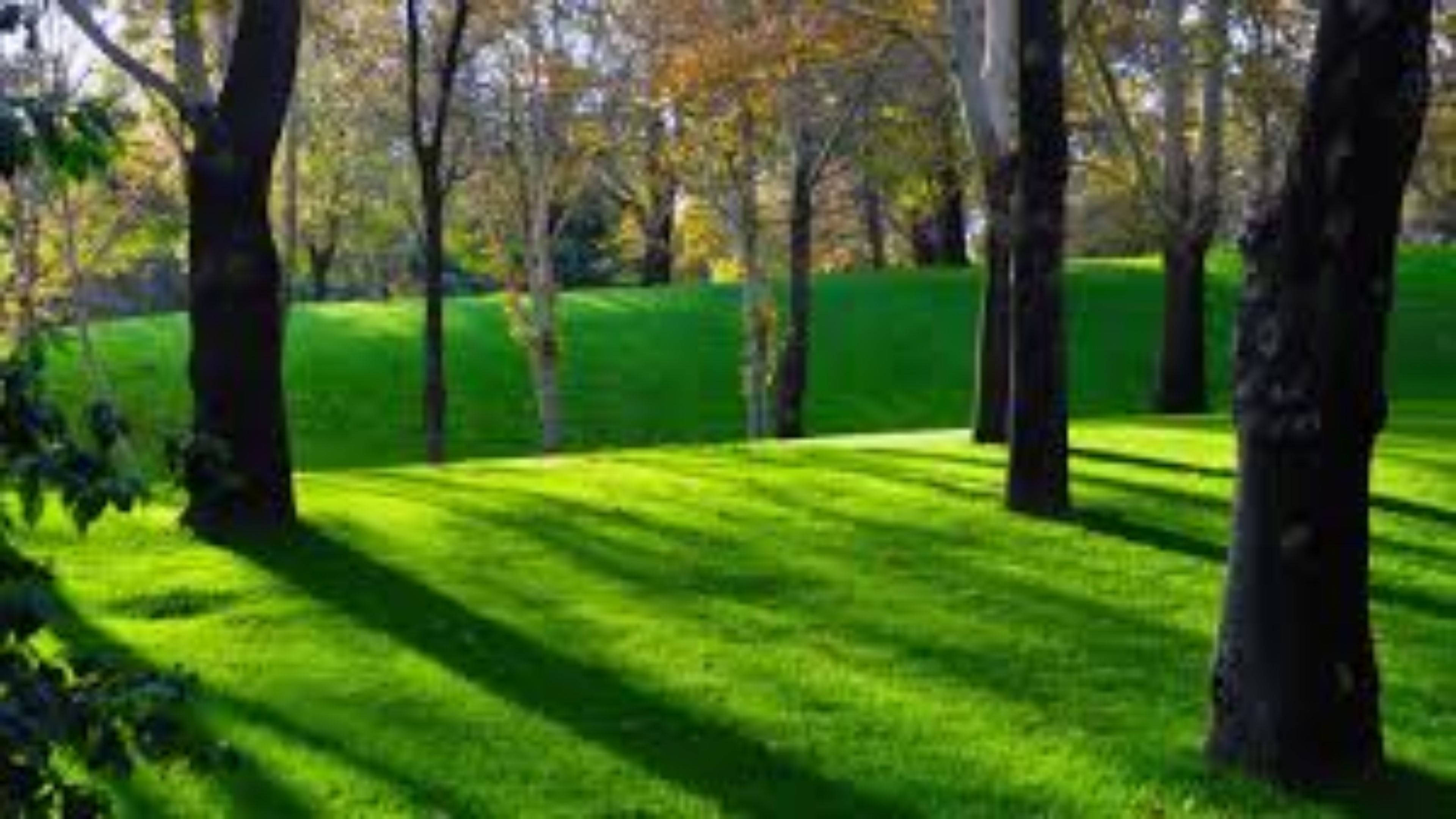 4K Nature, green grass, autumn trees, 4K Desktop Wallpaper