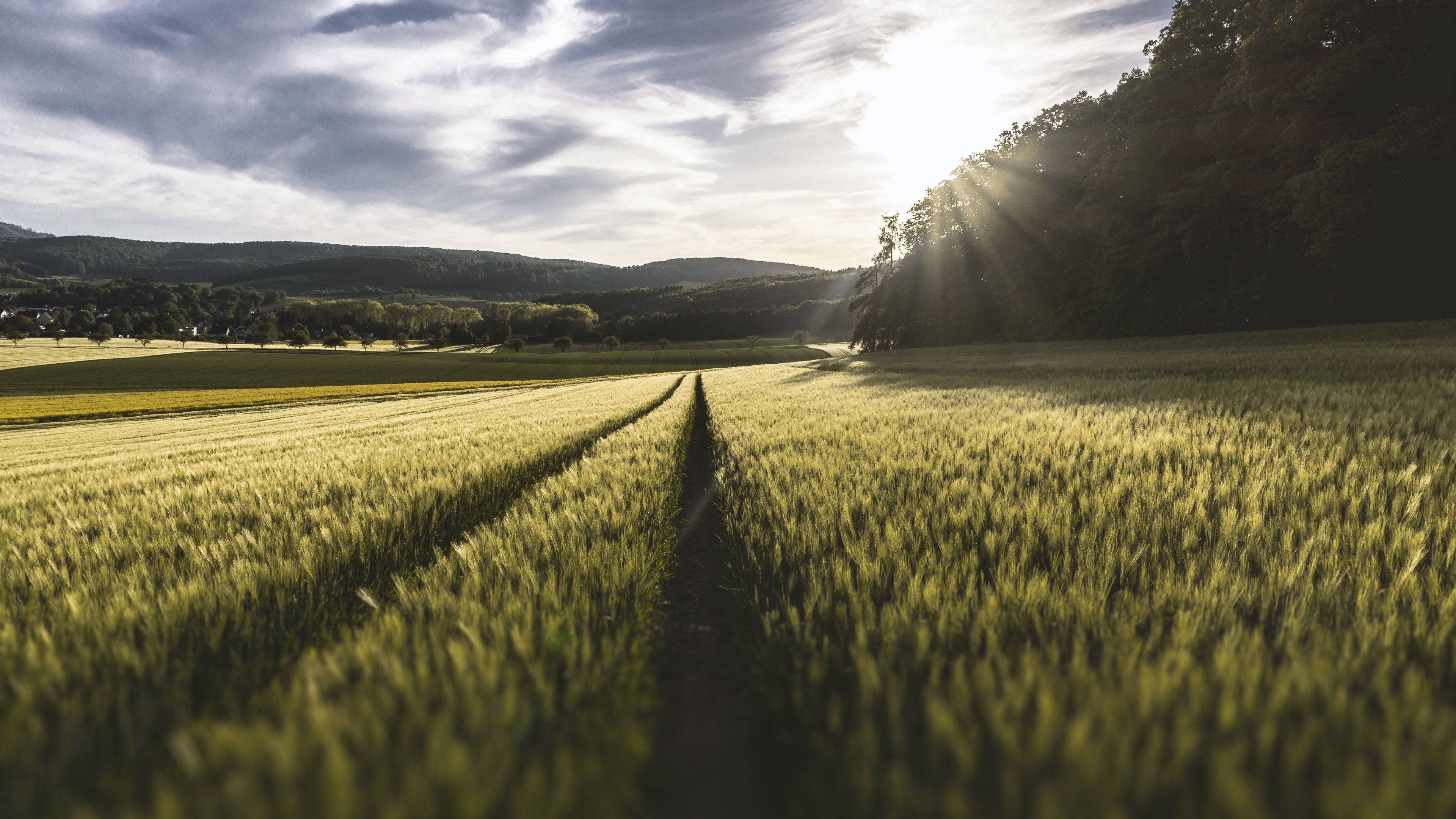 4K Nature, meadows, sunlight, 4K Desktop Wallpaper