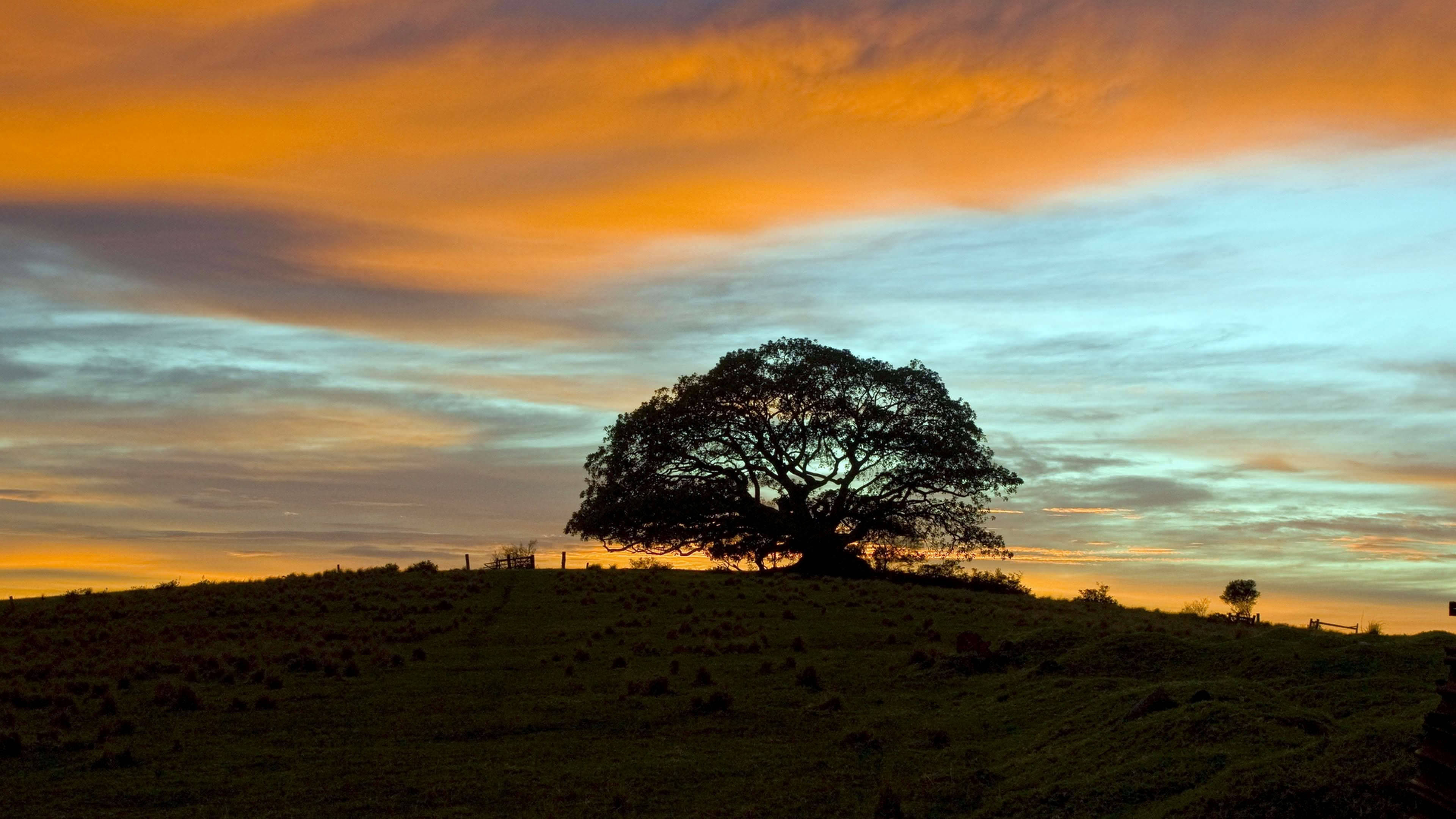 lone tree, vibrant orange and blue sunset, grassy hill, 4K Desktop Wallpaper