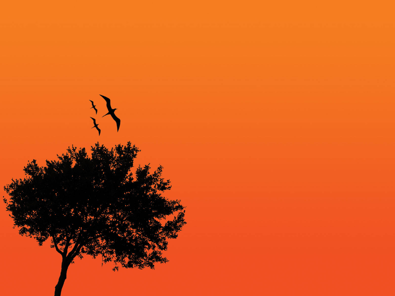 4K Nature, tree silhouette, three birds, HD Desktop Wallpaper
