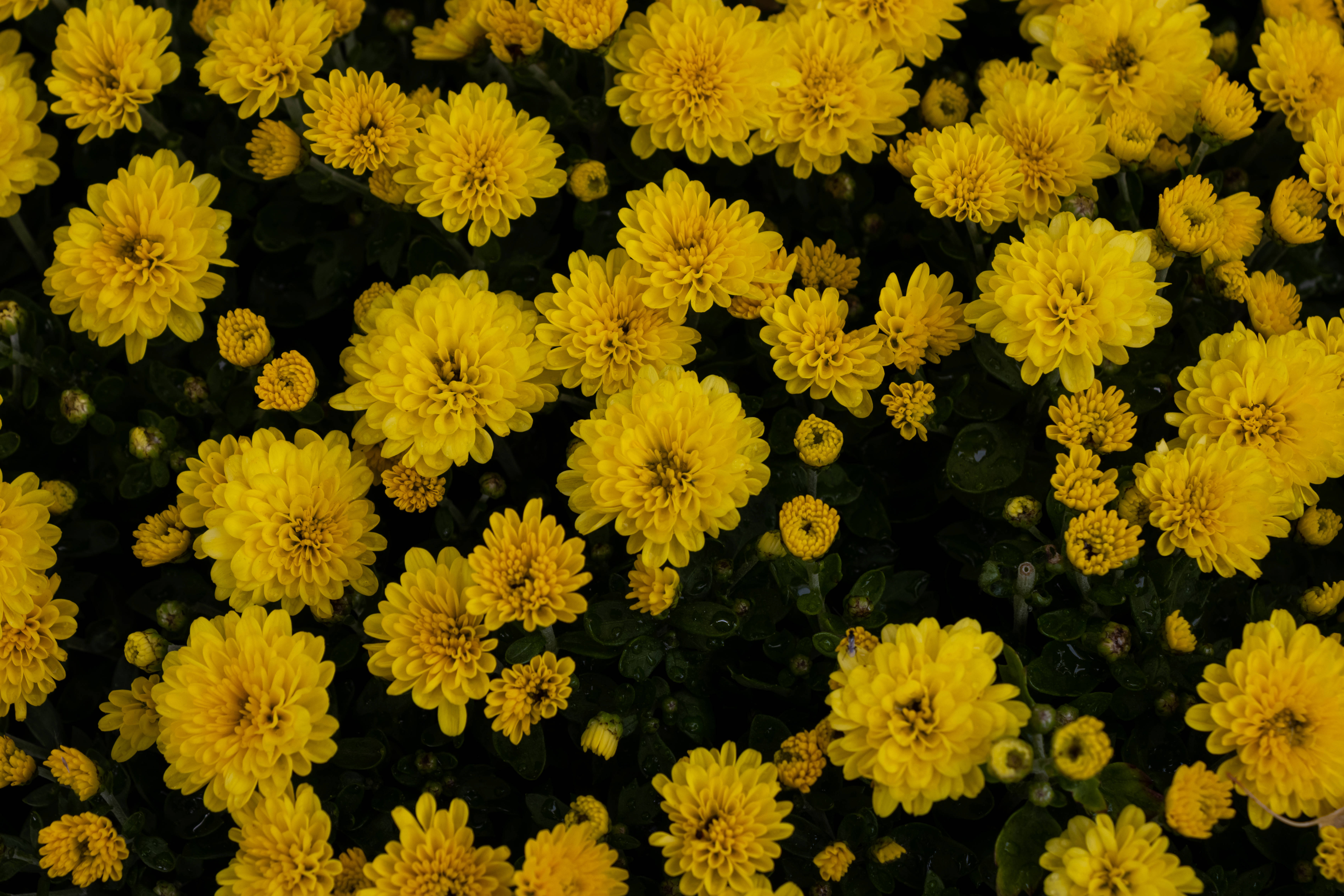 4K New York, flower garden, vibrant yellow chrysanthemums, 5K Desktop Wallpaper