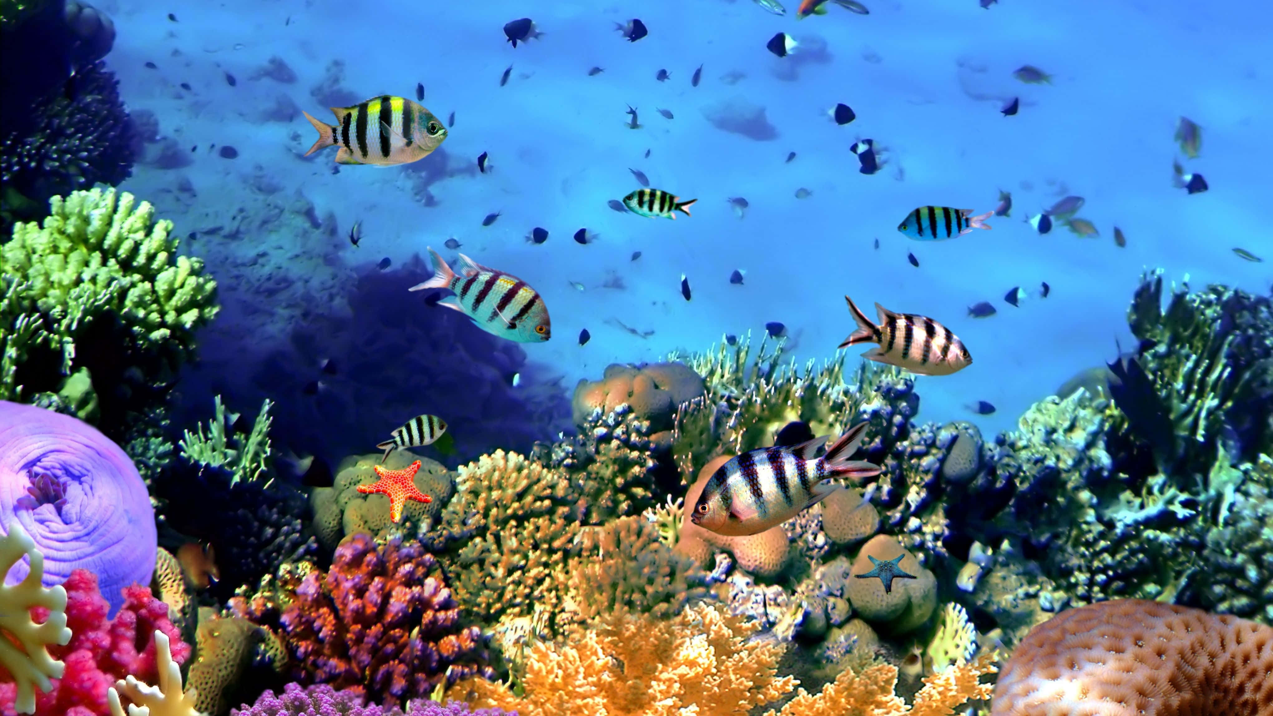 4K monitor, tropical fish, colorful coral reefs, 4K Desktop Wallpaper