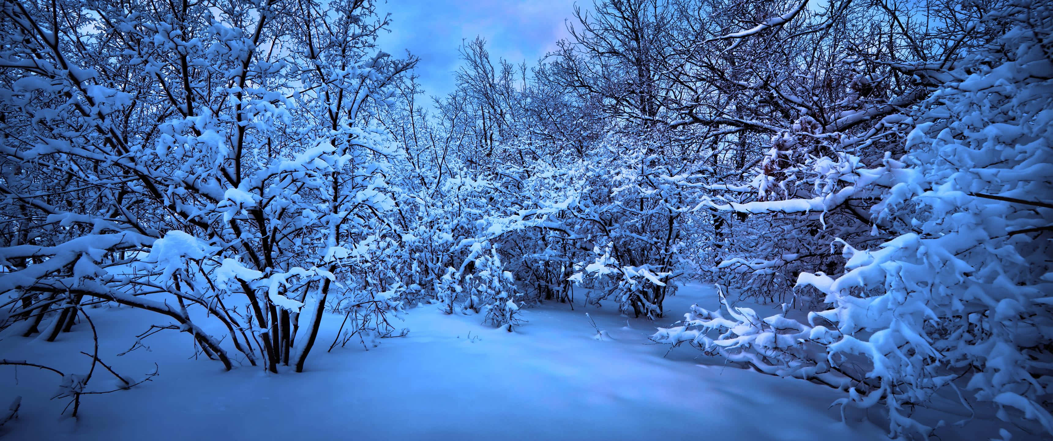 4K PC Monitor, 3440 x 1440, winter forest path, 2K Desktop Wallpaper