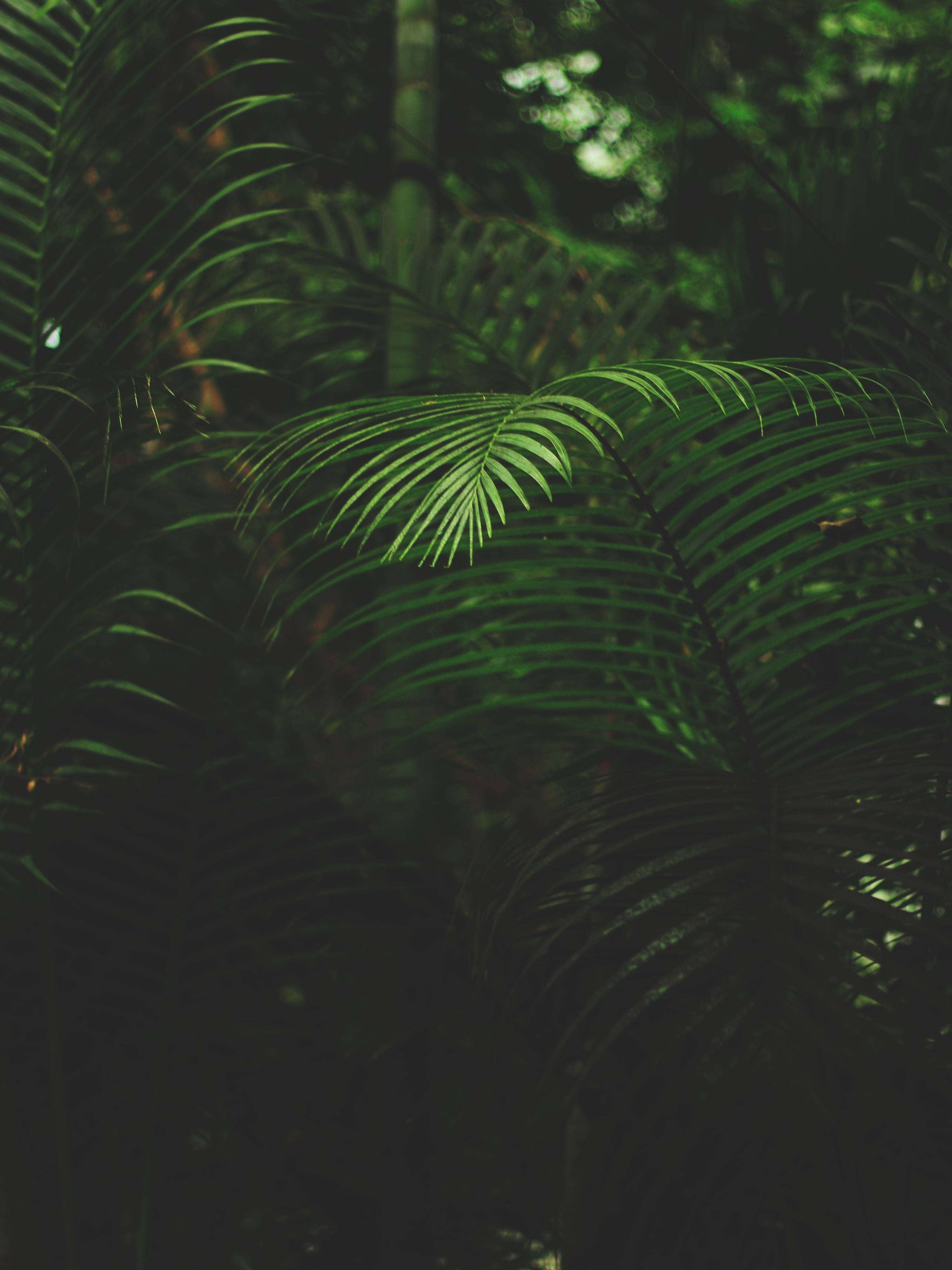 Mobile 4K, tropical foliage, palm fronds, 4K Phone Wallpaper