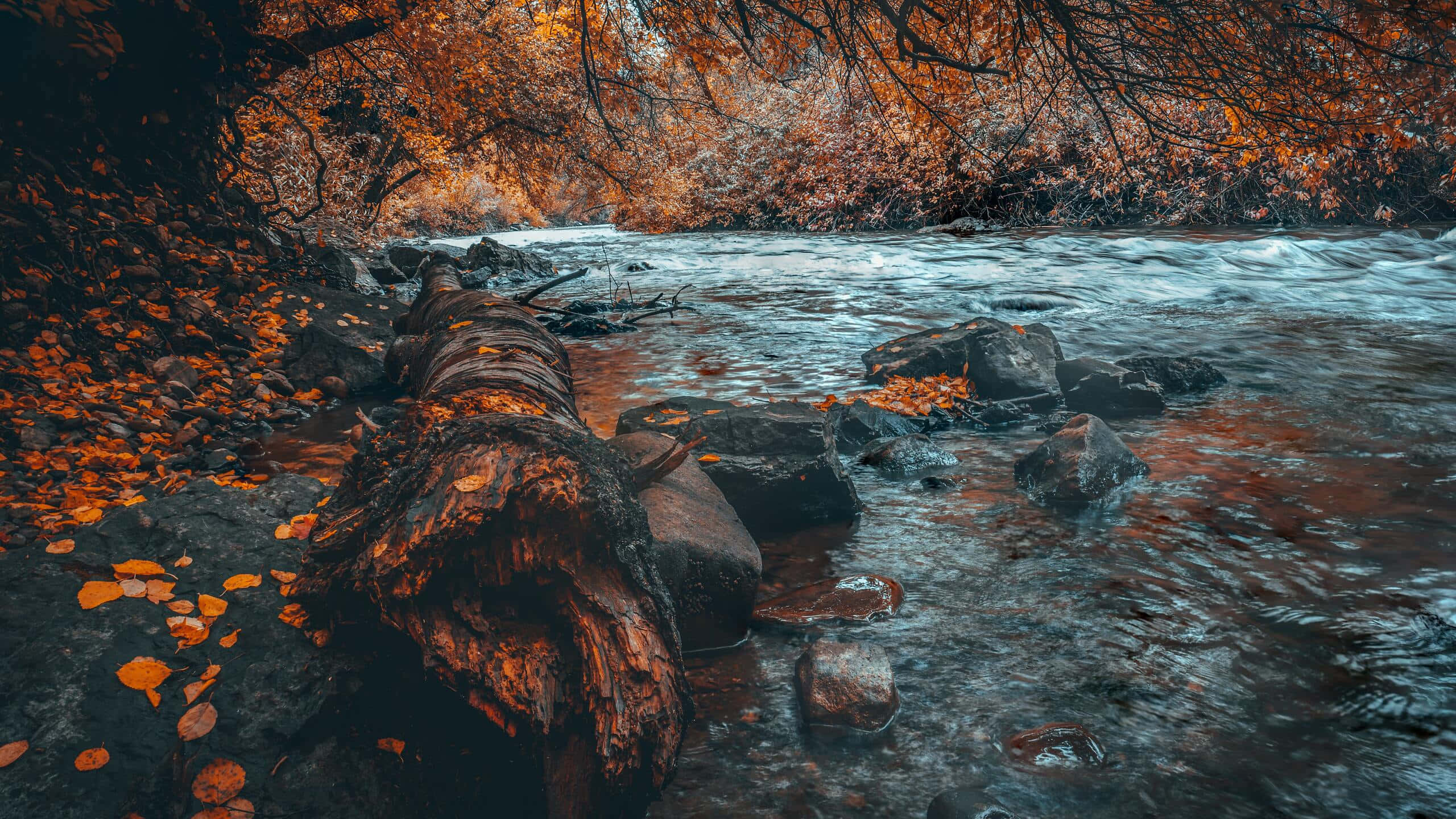 autumn, river, log, 2K Desktop Wallpaper
