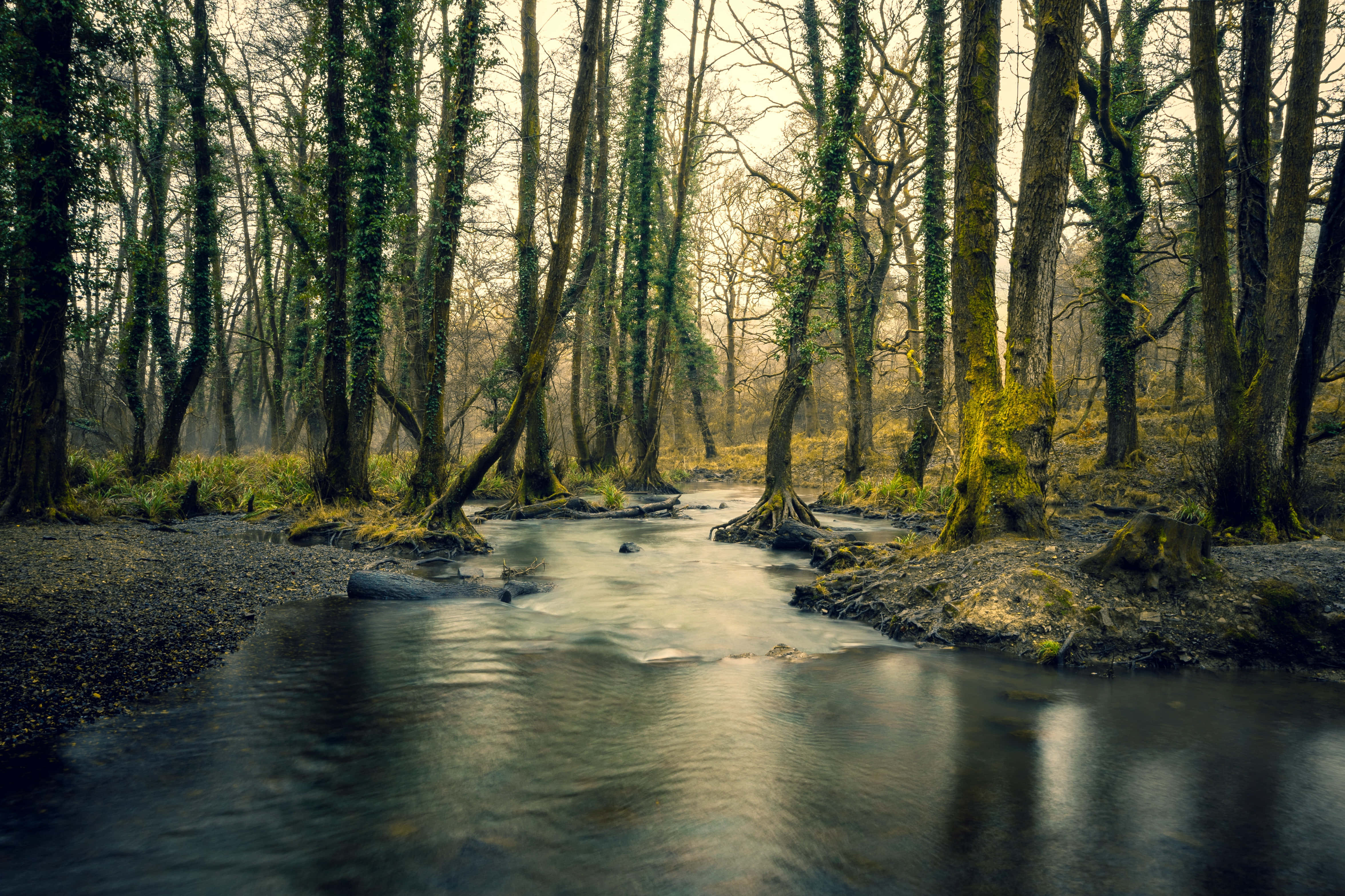 river, forest stream, mossy trees, 4K Desktop Wallpaper