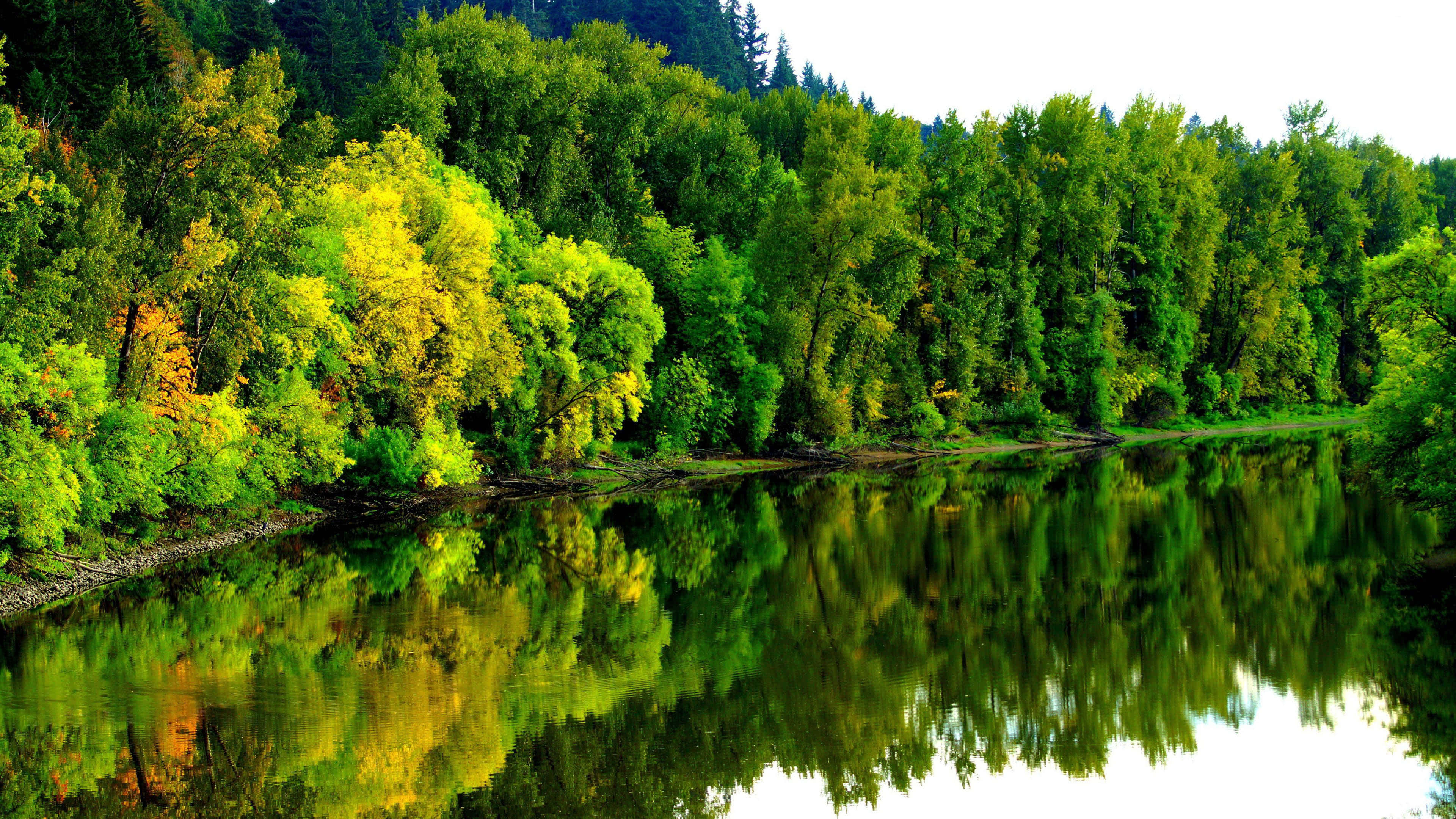 4K River, river, vibrant green trees, 4K Desktop Wallpaper