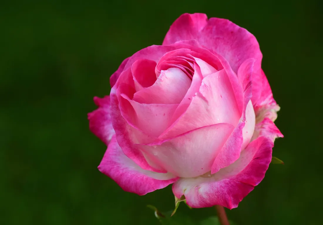 4K Rose