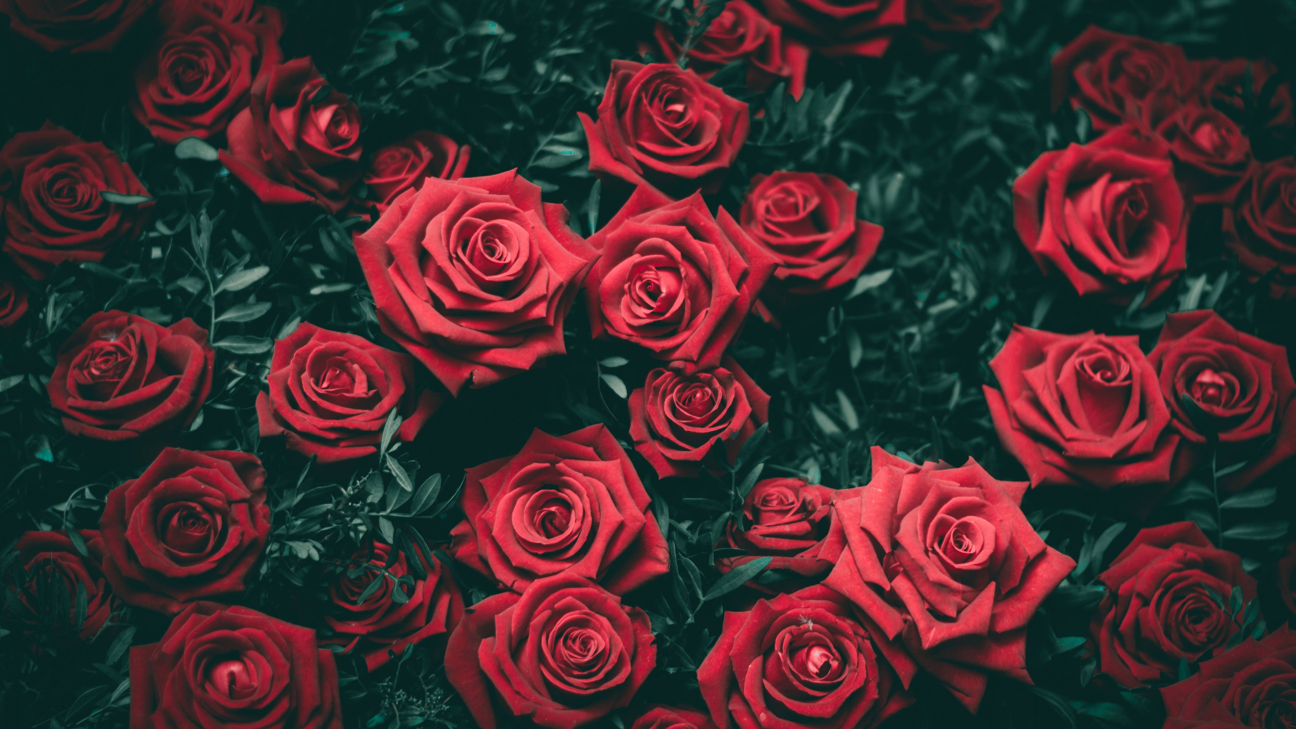 4K Red Roses, vibrant red roses, deep green foliage, 5K Desktop Wallpaper
