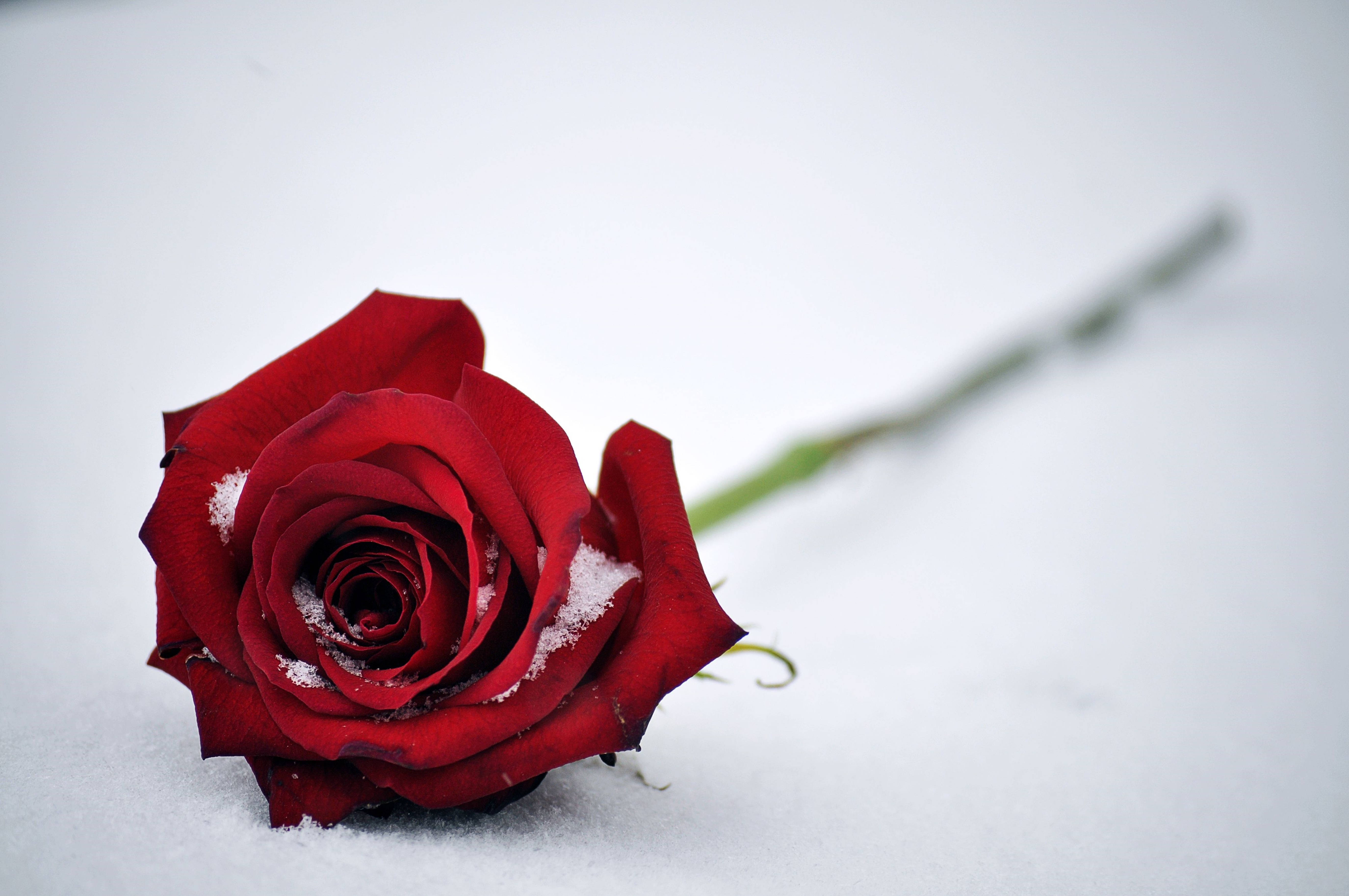 4K Icy Red Rose, vibrant red rose, snowflakes, 5K Desktop Wallpaper