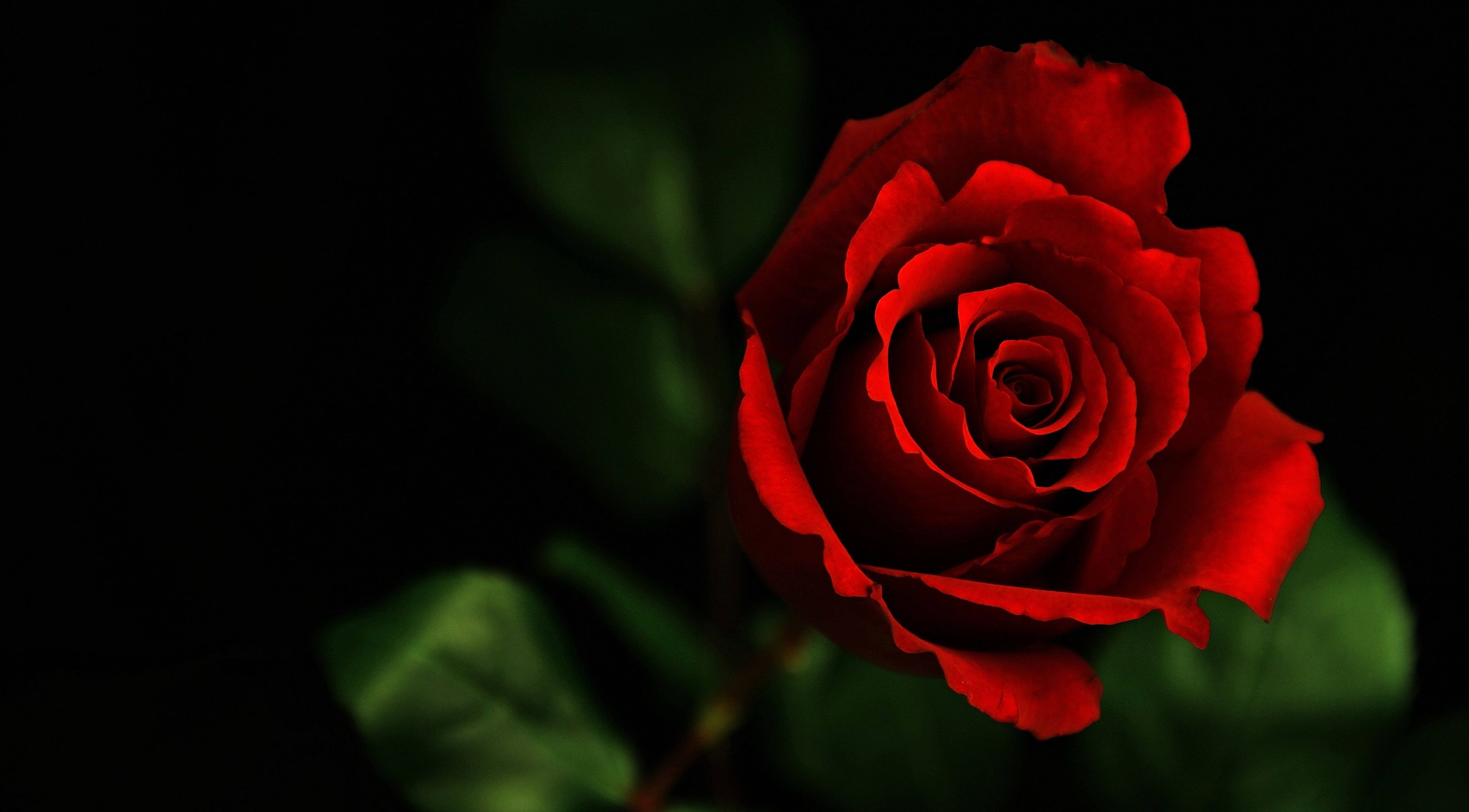 4K, realistic red rose, vibrant red, 5K Desktop Wallpaper
