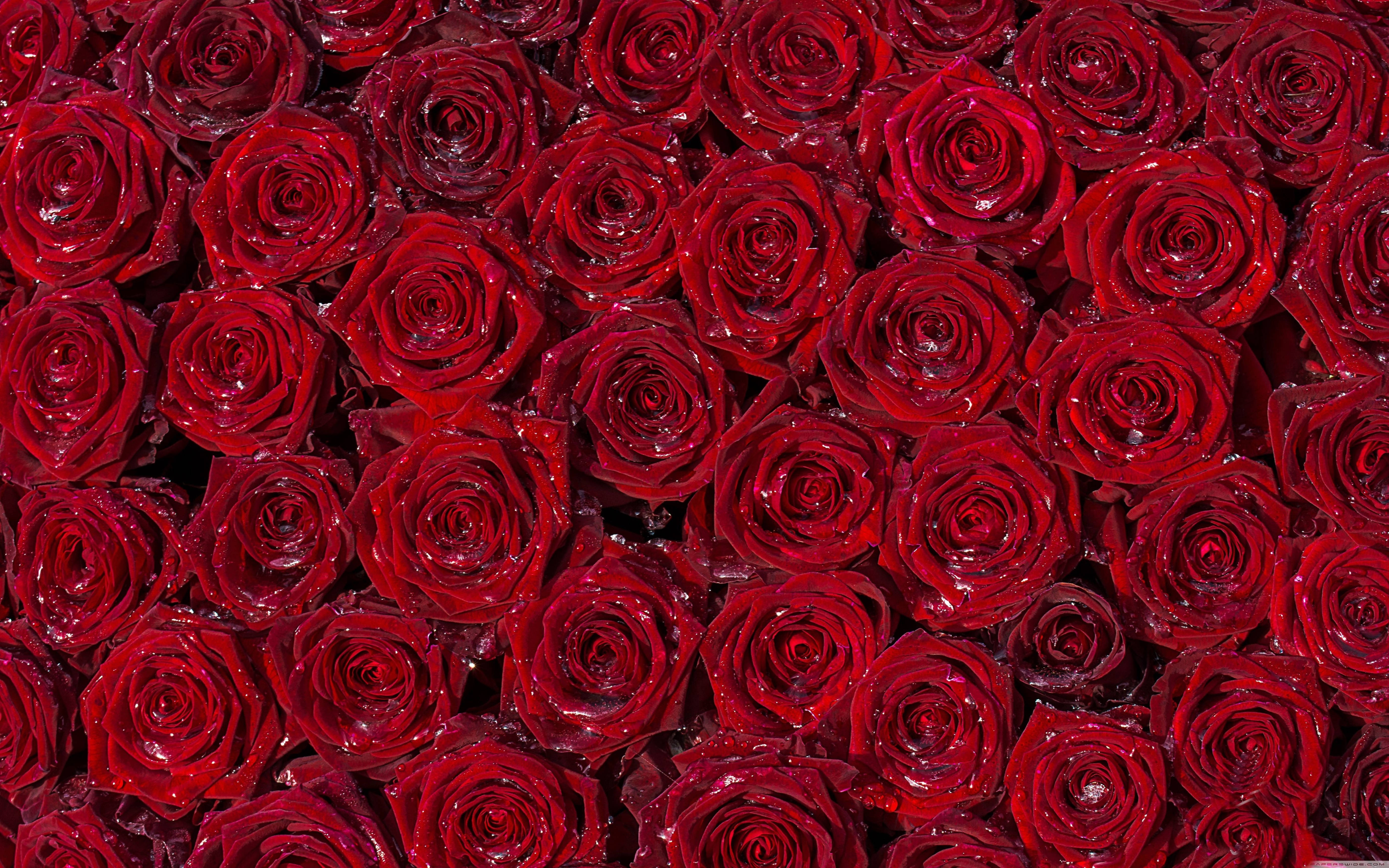 4K, red roses, dewdrops, 5K Desktop Wallpaper