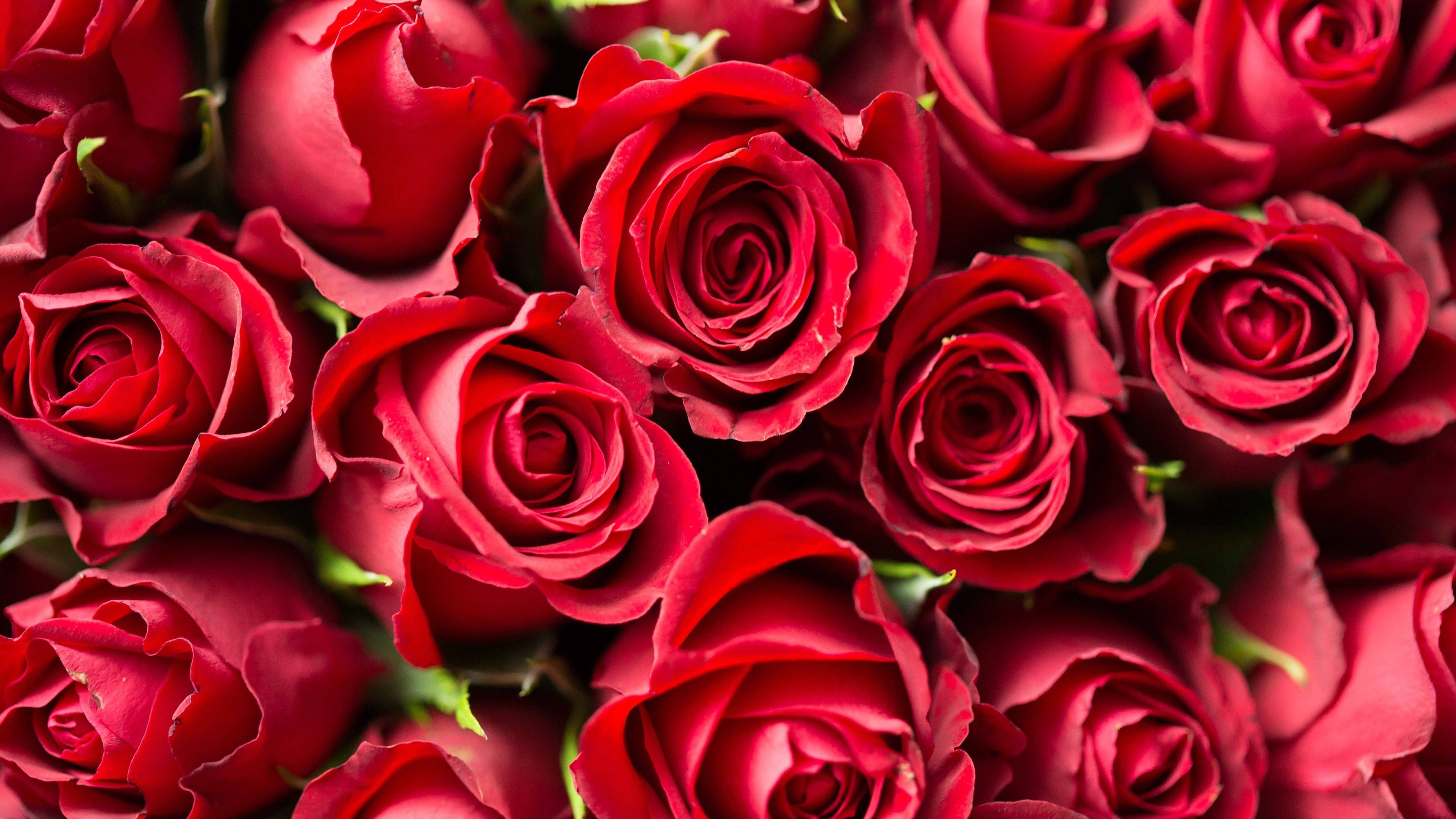 4K, red roses, velvety deep red roses, 5K Desktop Wallpaper