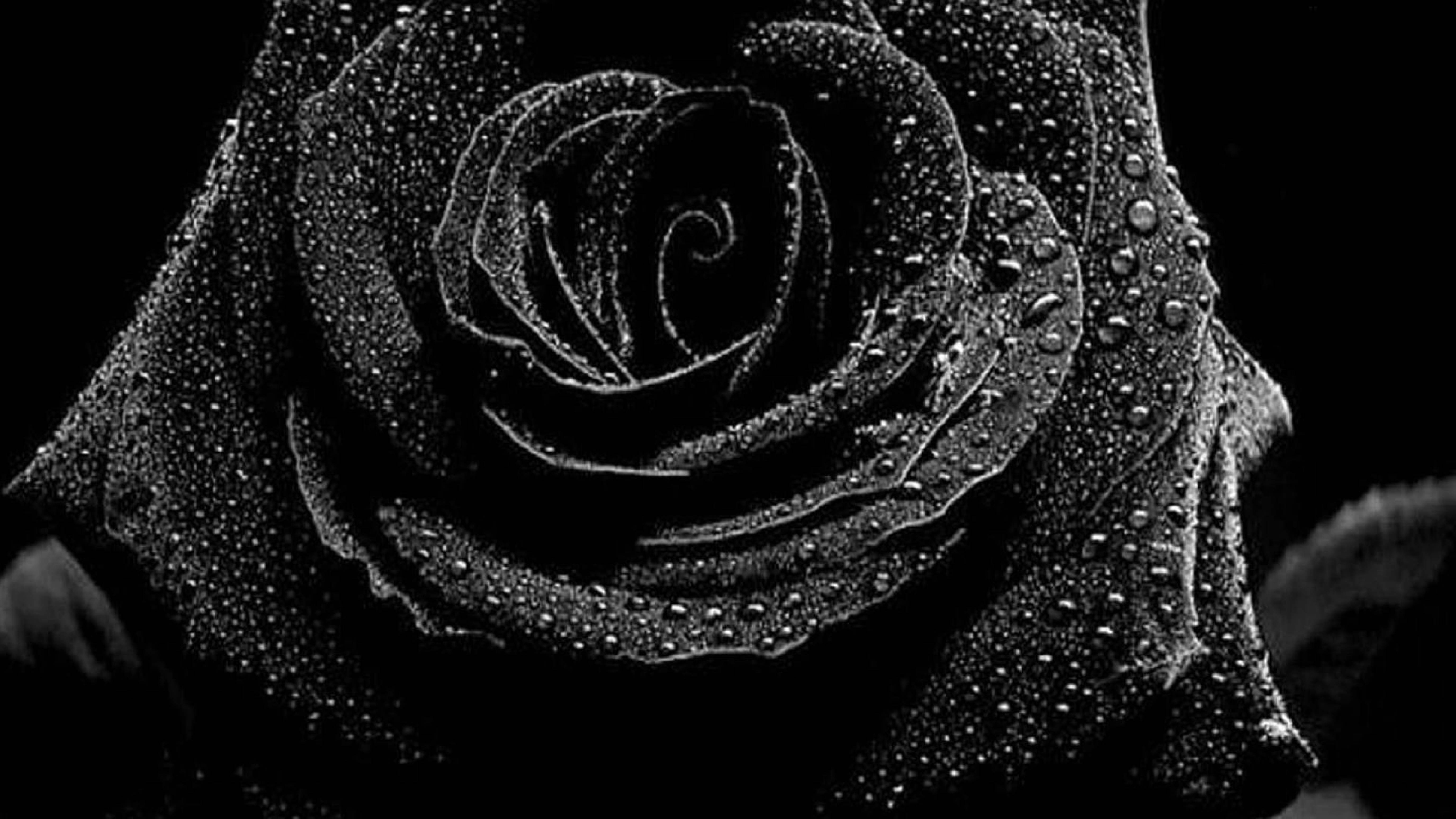 4K Black Rose, monochrome, dewdrops, 5K Desktop Wallpaper