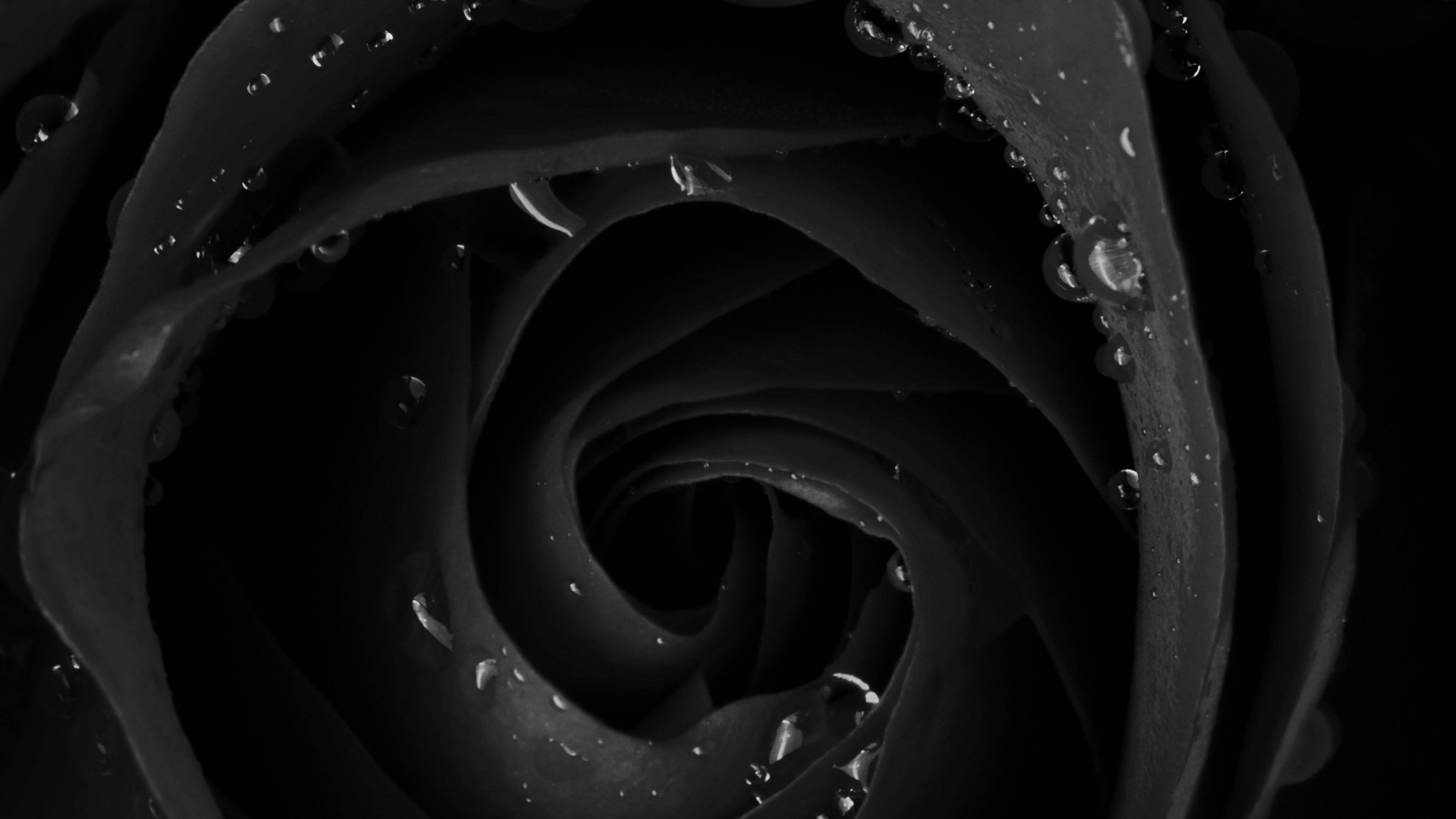 4K, black rose, spiraling petals, 5K Desktop Wallpaper