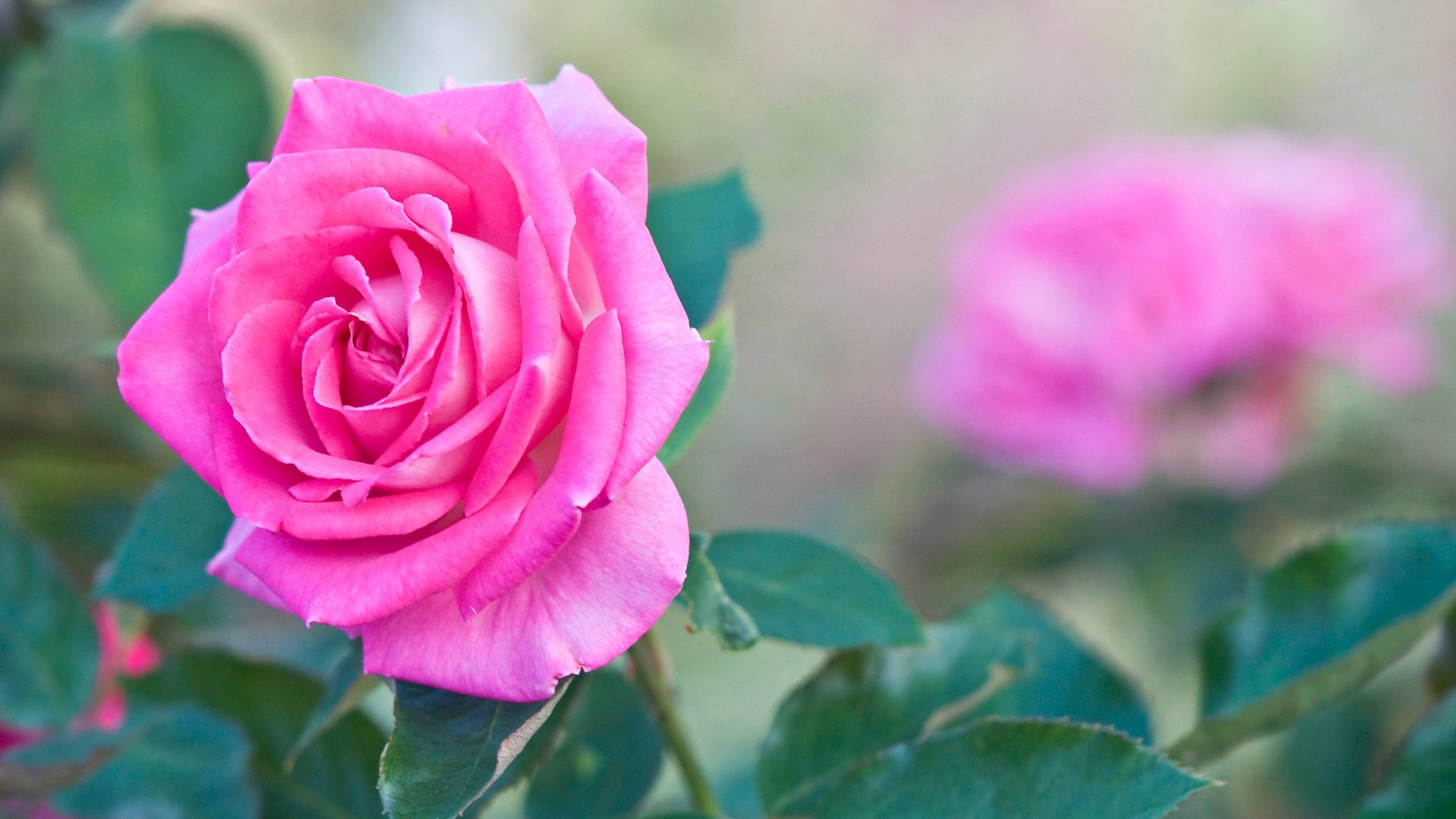 4K Local Pink Rose, vibrant pink rose, lush green leaves, 5K Desktop Wallpaper