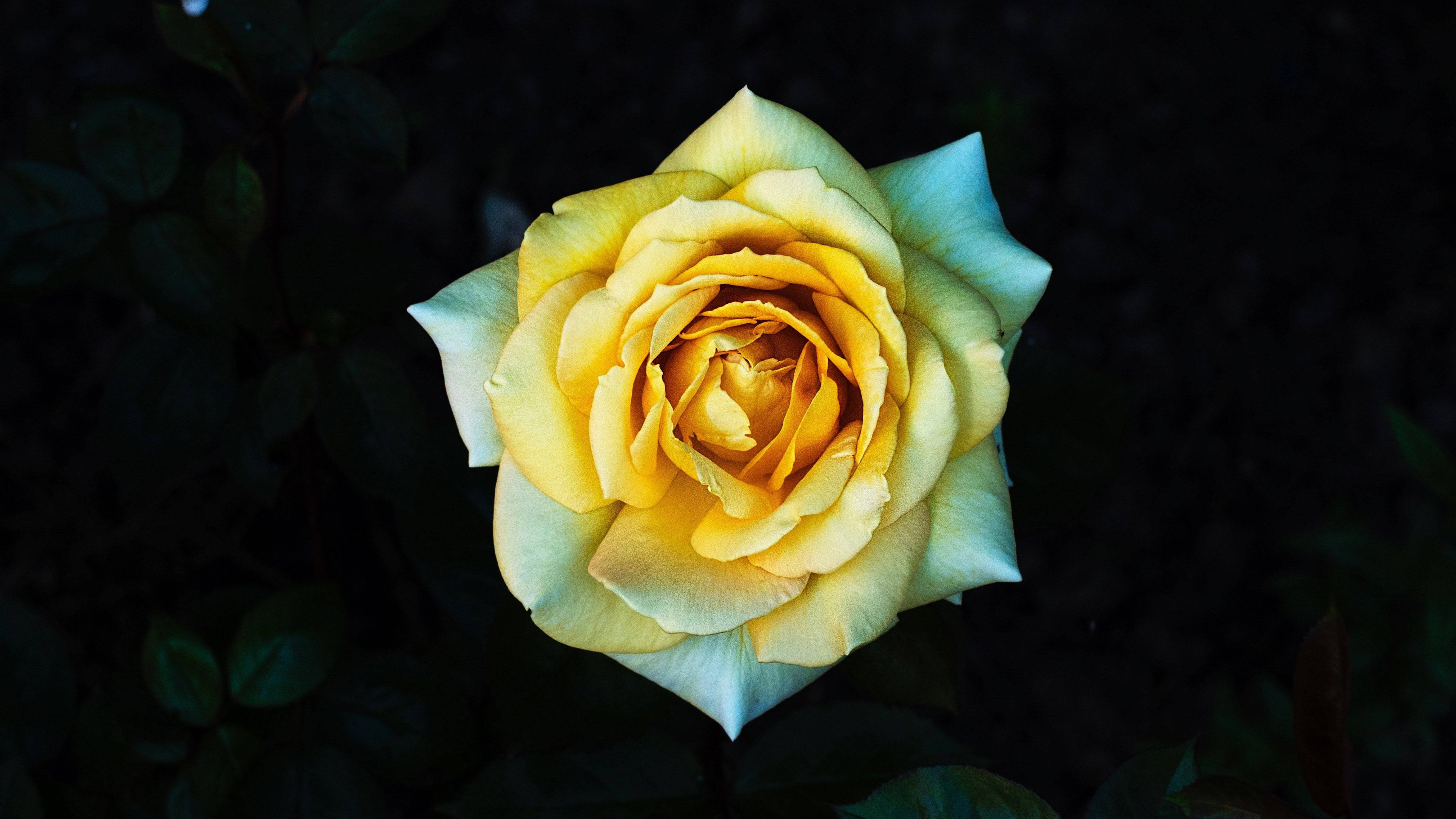 4K Yellow Rose, vibrant yellow rose, light blue-tipped petals, 5K Desktop Wallpaper