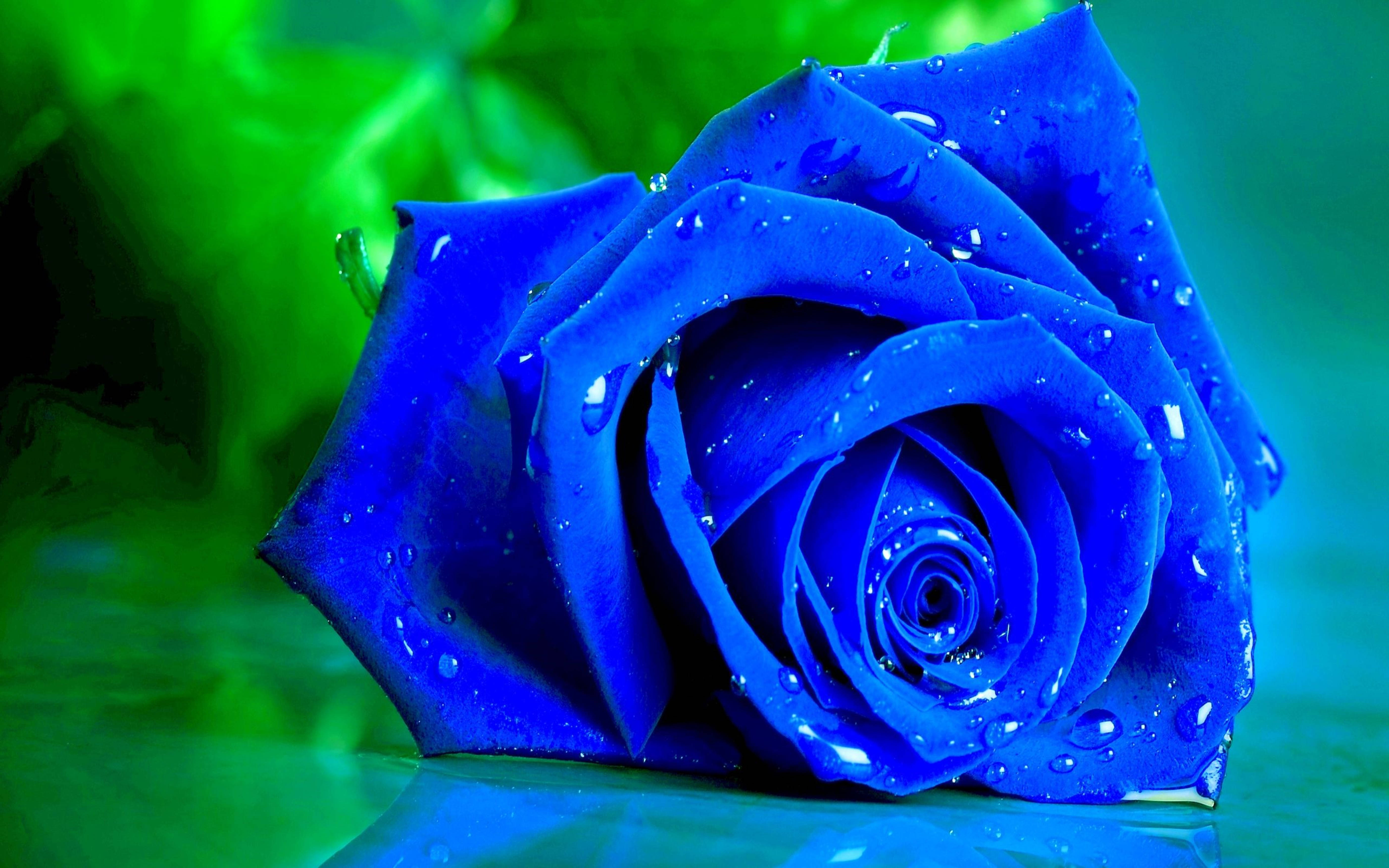4K Dampened Blue Rose, vivid blue rose, water droplets, 5K Desktop Wallpaper