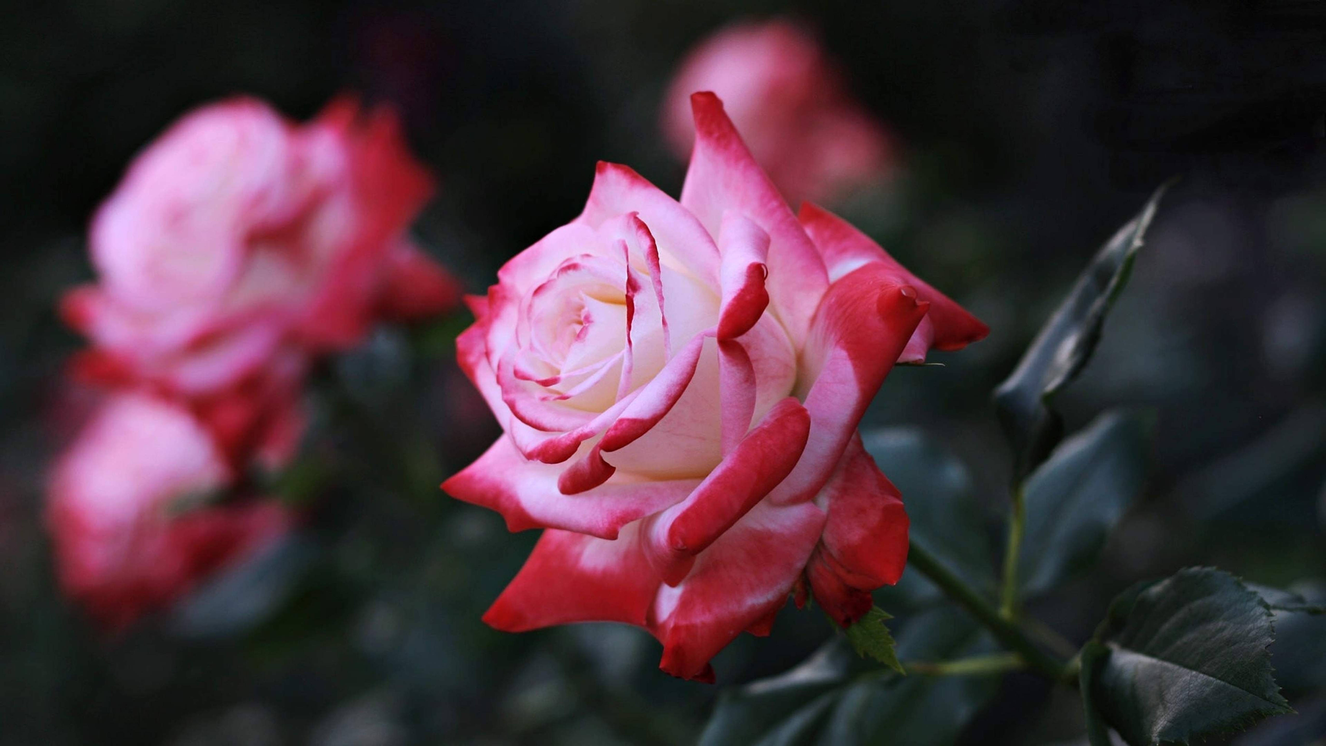 4K, gradient pink rose, pink and white rose, 5K Desktop Wallpaper