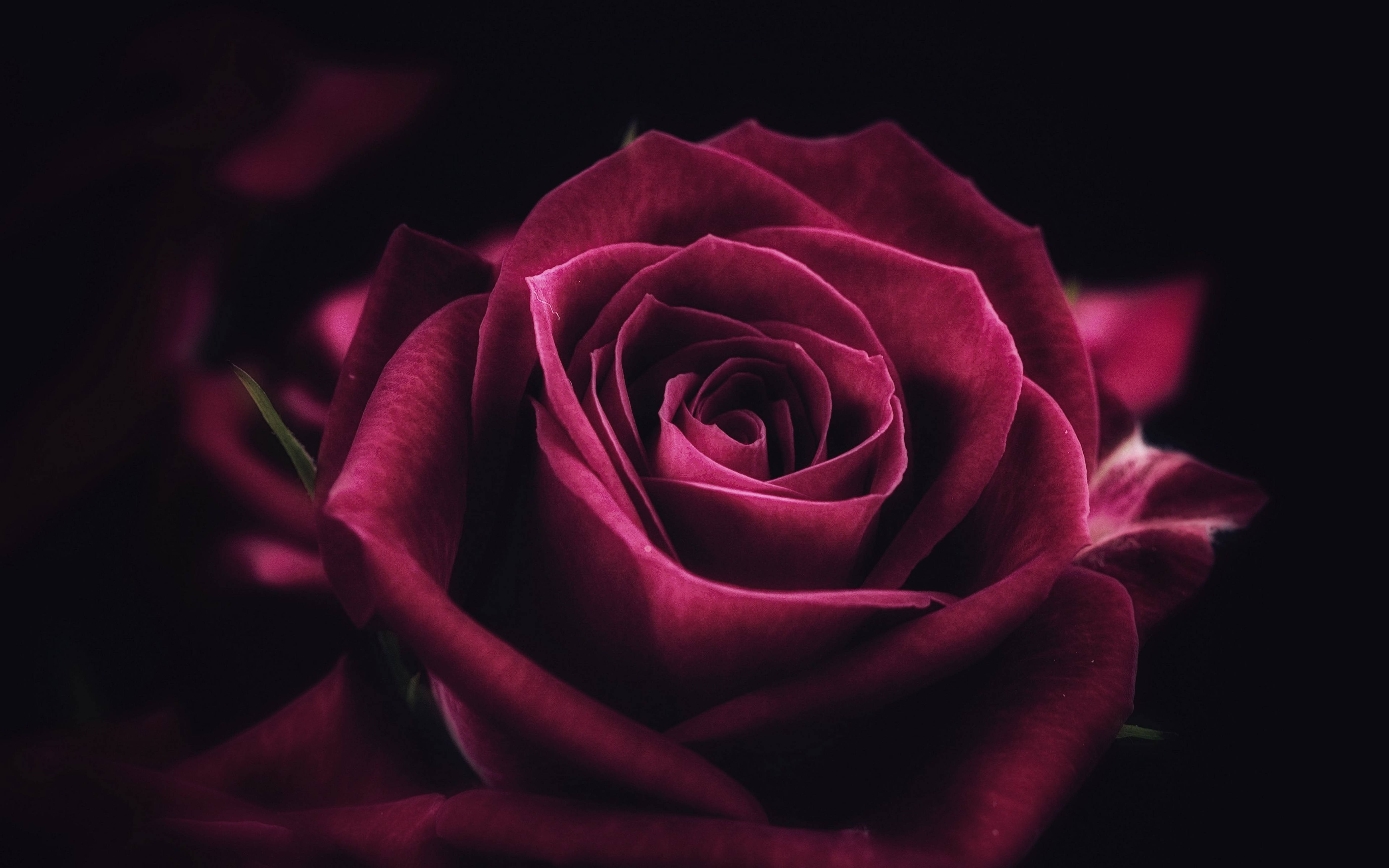 4K, red rose, magenta rose, 5K Desktop Wallpaper