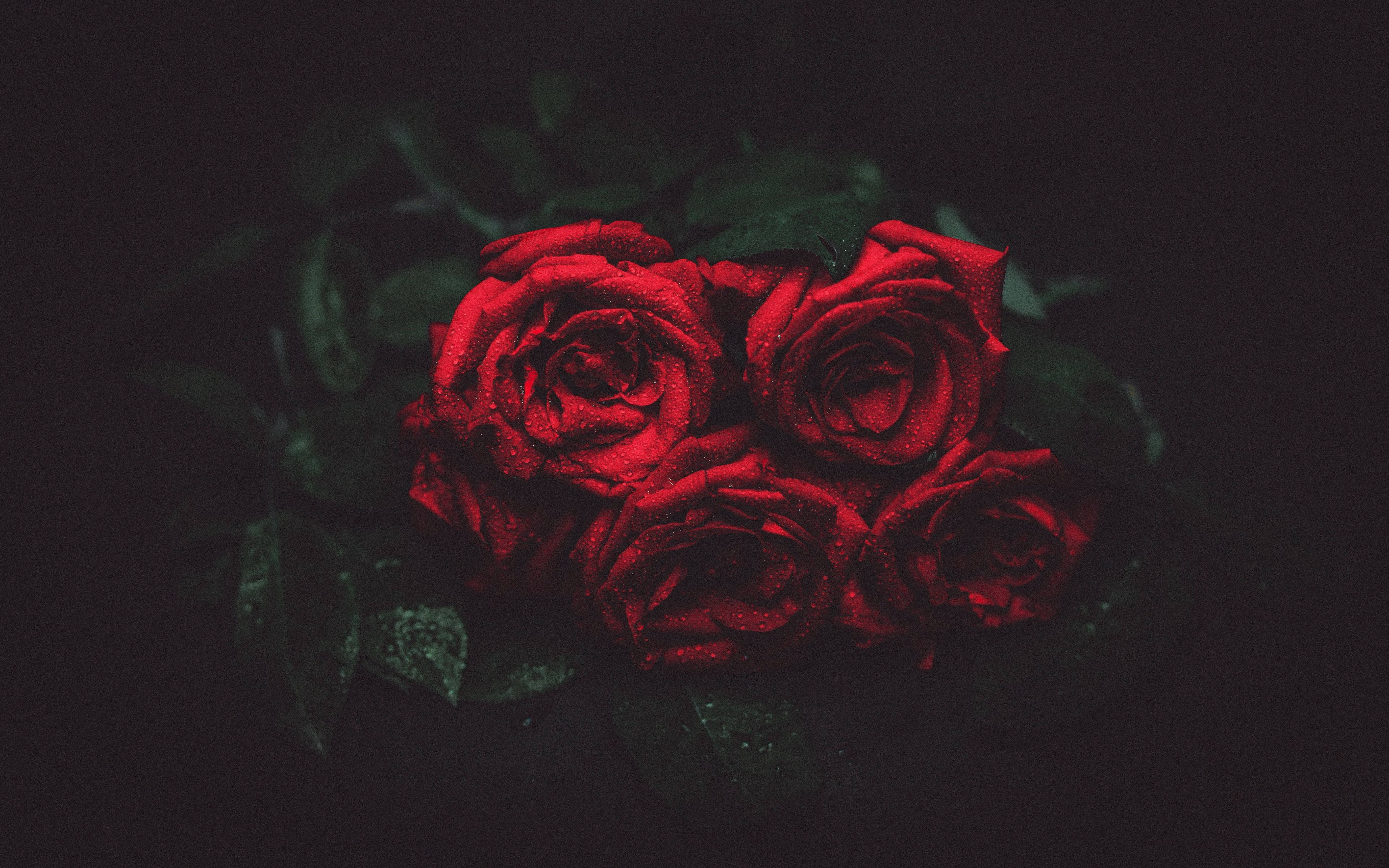 4K Bouquet Of Roses, vibrant red roses, dew, 5K Desktop Wallpaper