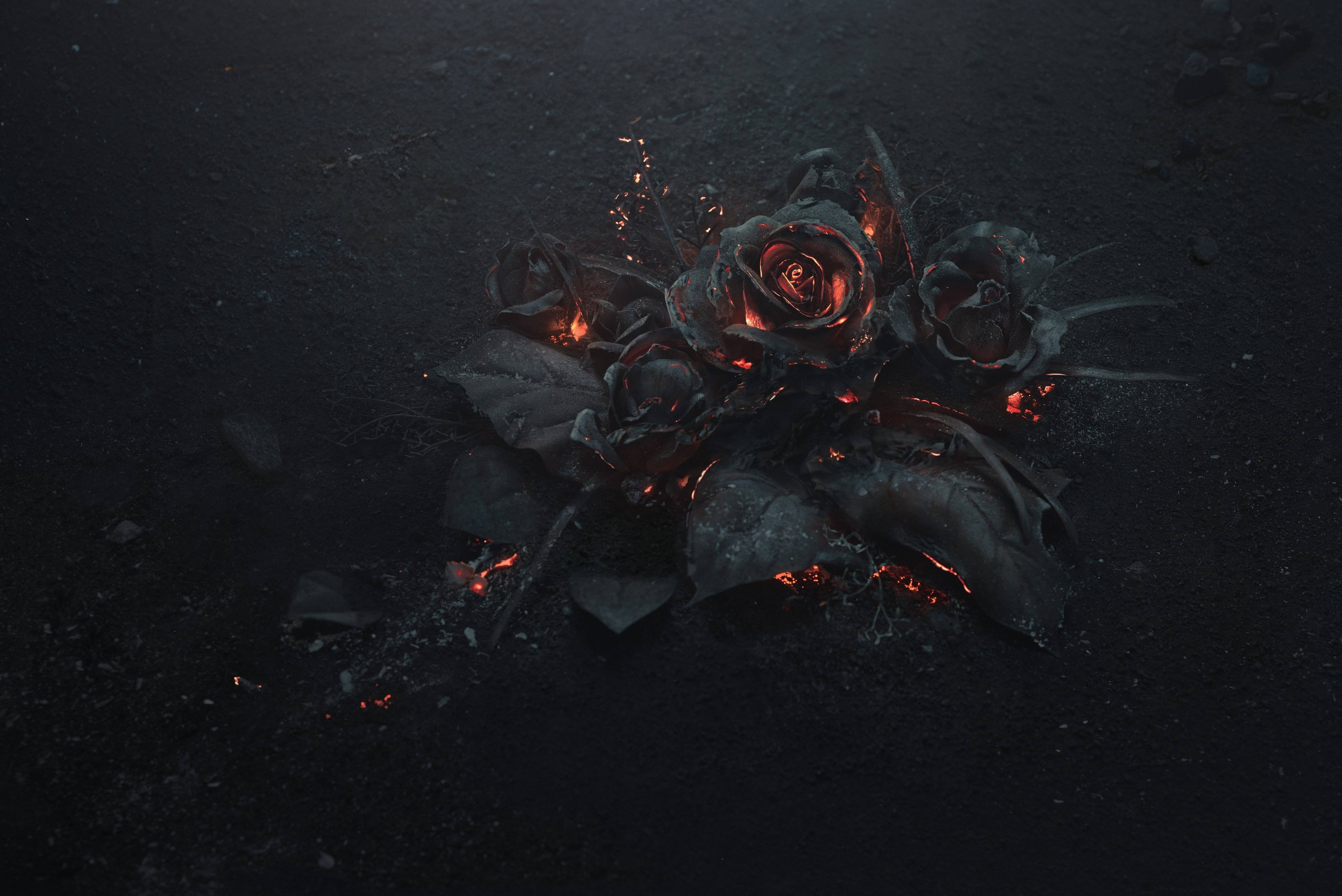 4K Burned Rose, charred roses, glowing with embers, 5K Desktop Wallpaper