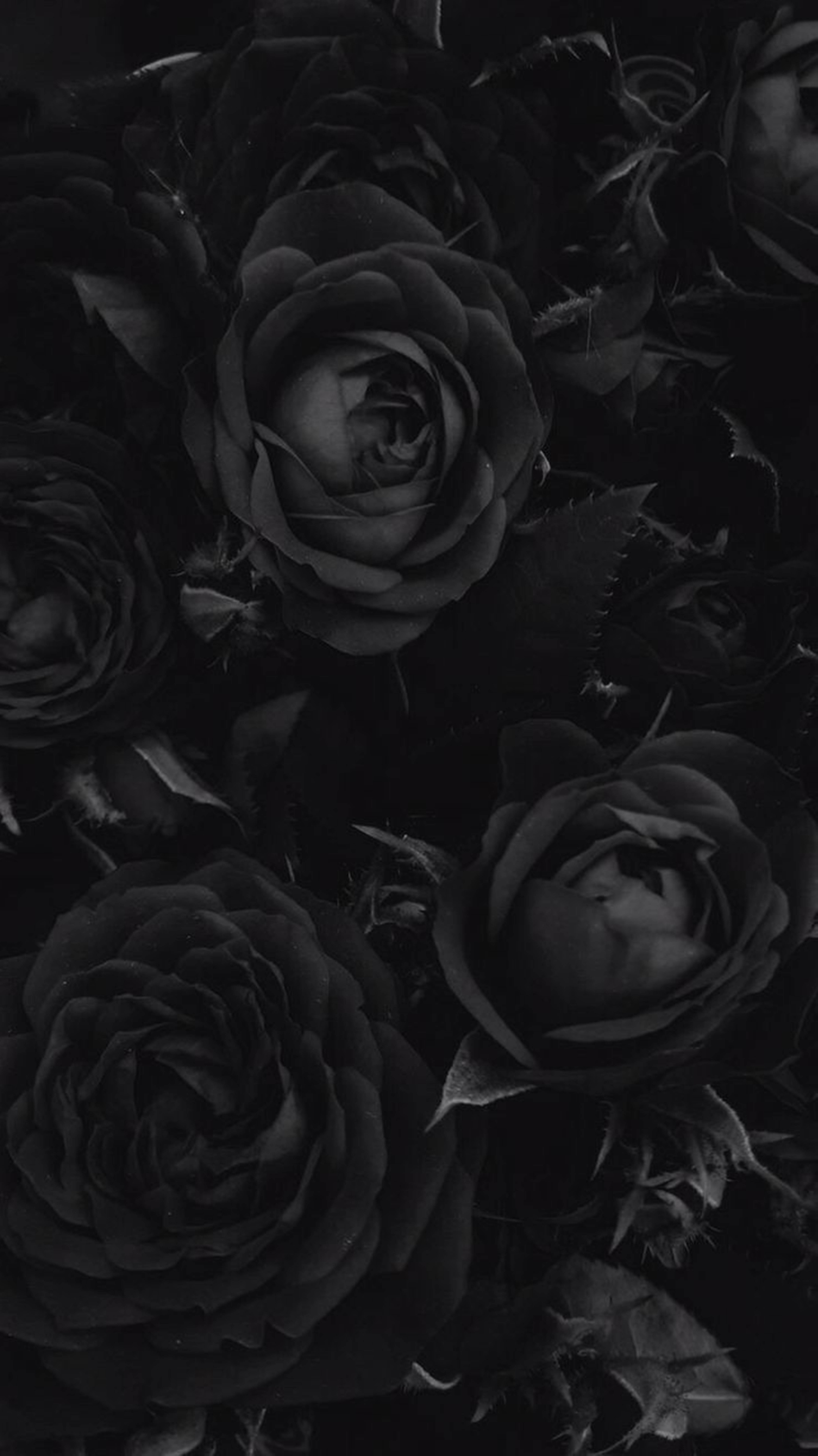 4K, clustered black roses, monochrome, 8K Phone Wallpaper