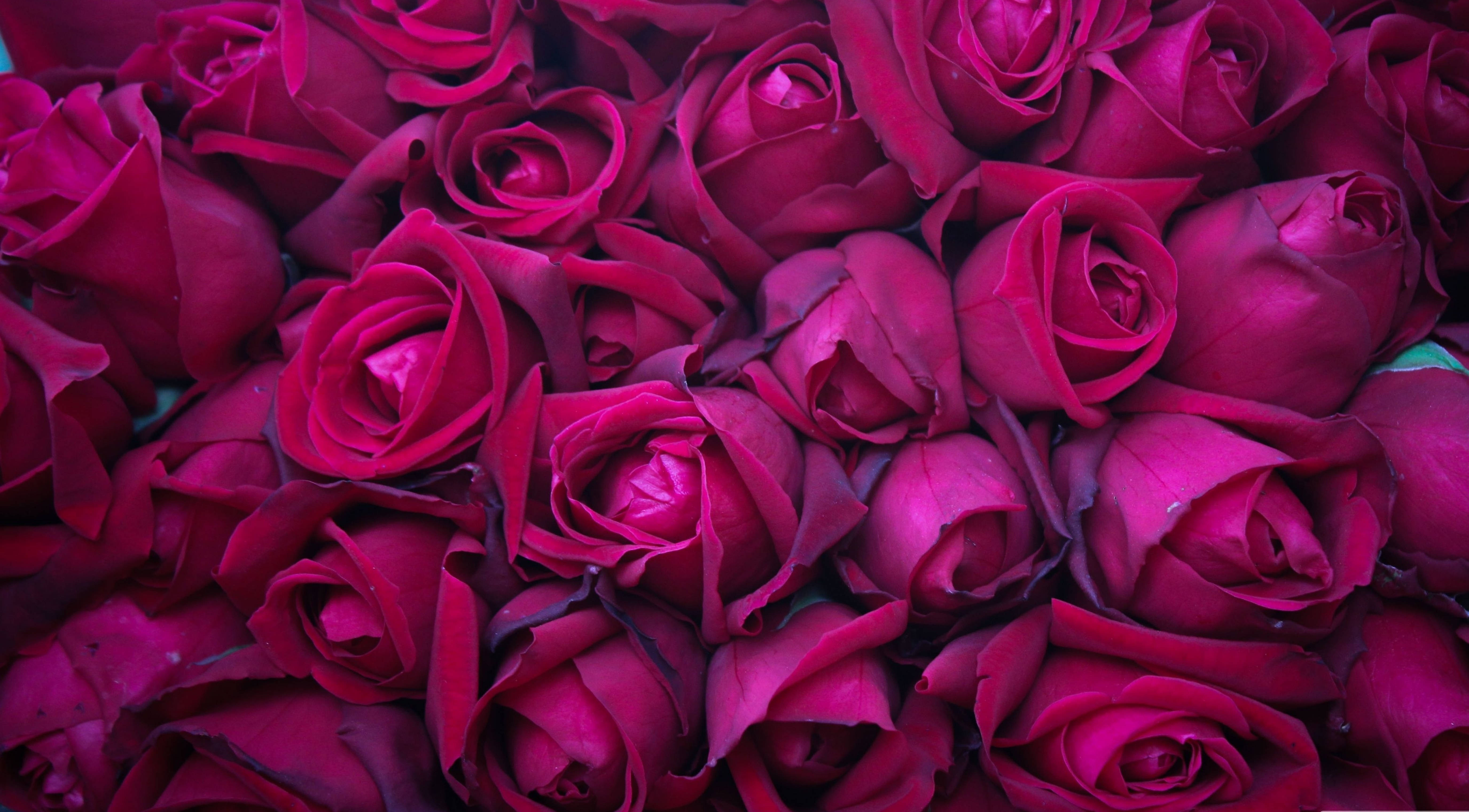 4K Pink Roses, deep magenta roses, velvety petals, 5K Desktop Wallpaper