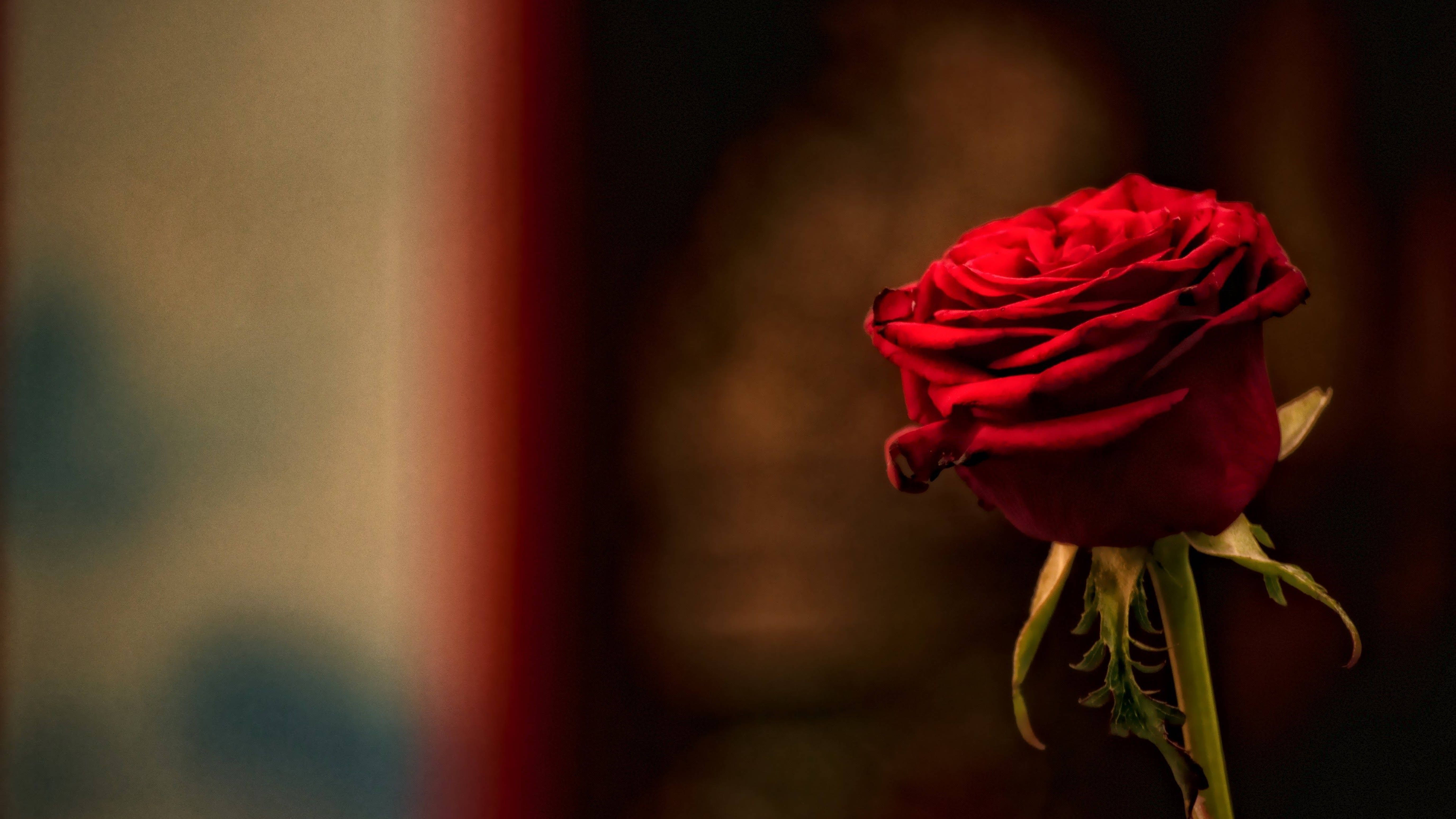 4K Dark Red Rose, vibrant red rose, soft focus, 5K Desktop Wallpaper