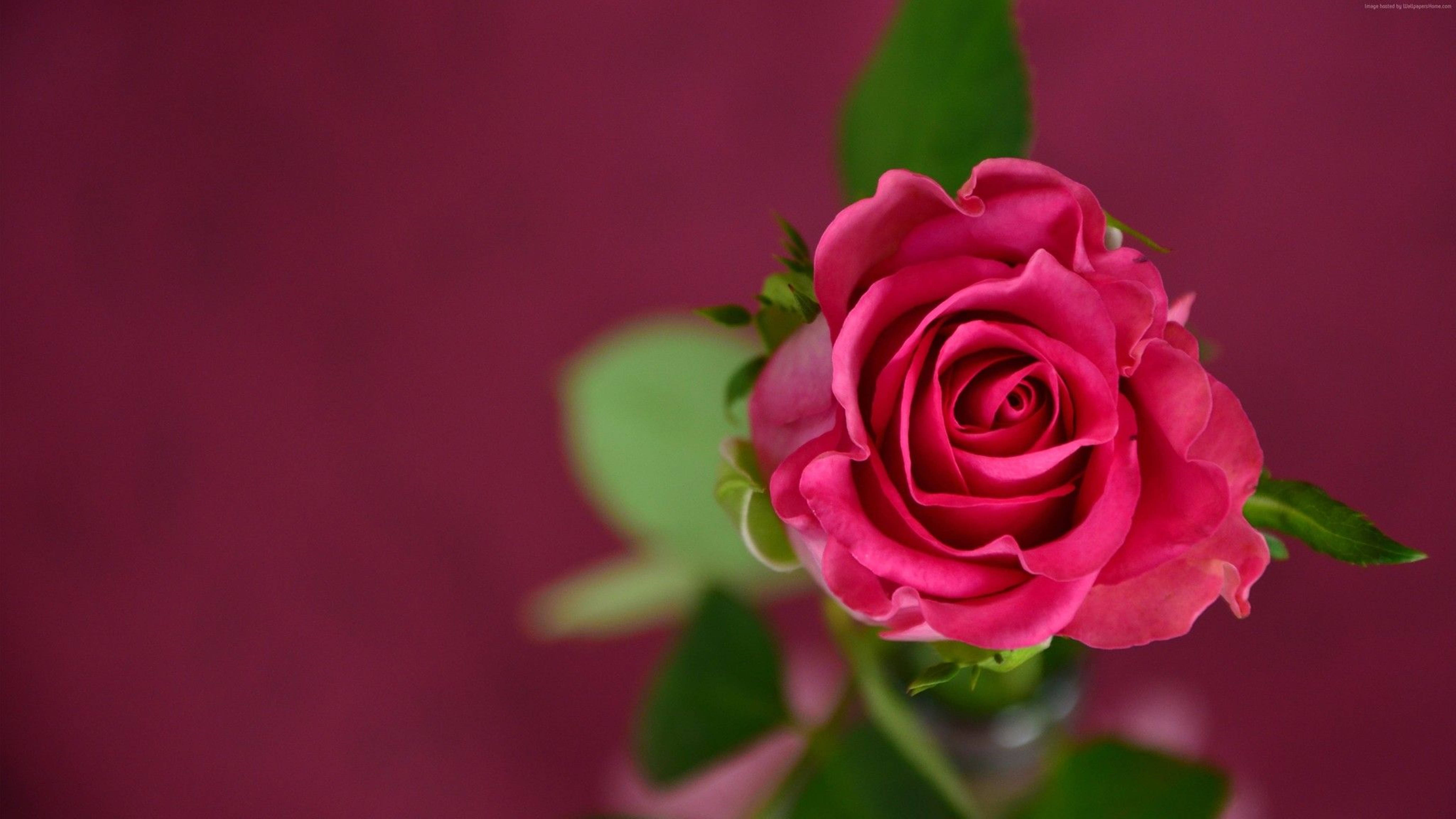 4K Pink Rose, vibrant pink rose, deep magenta backdrop, 5K Desktop Wallpaper