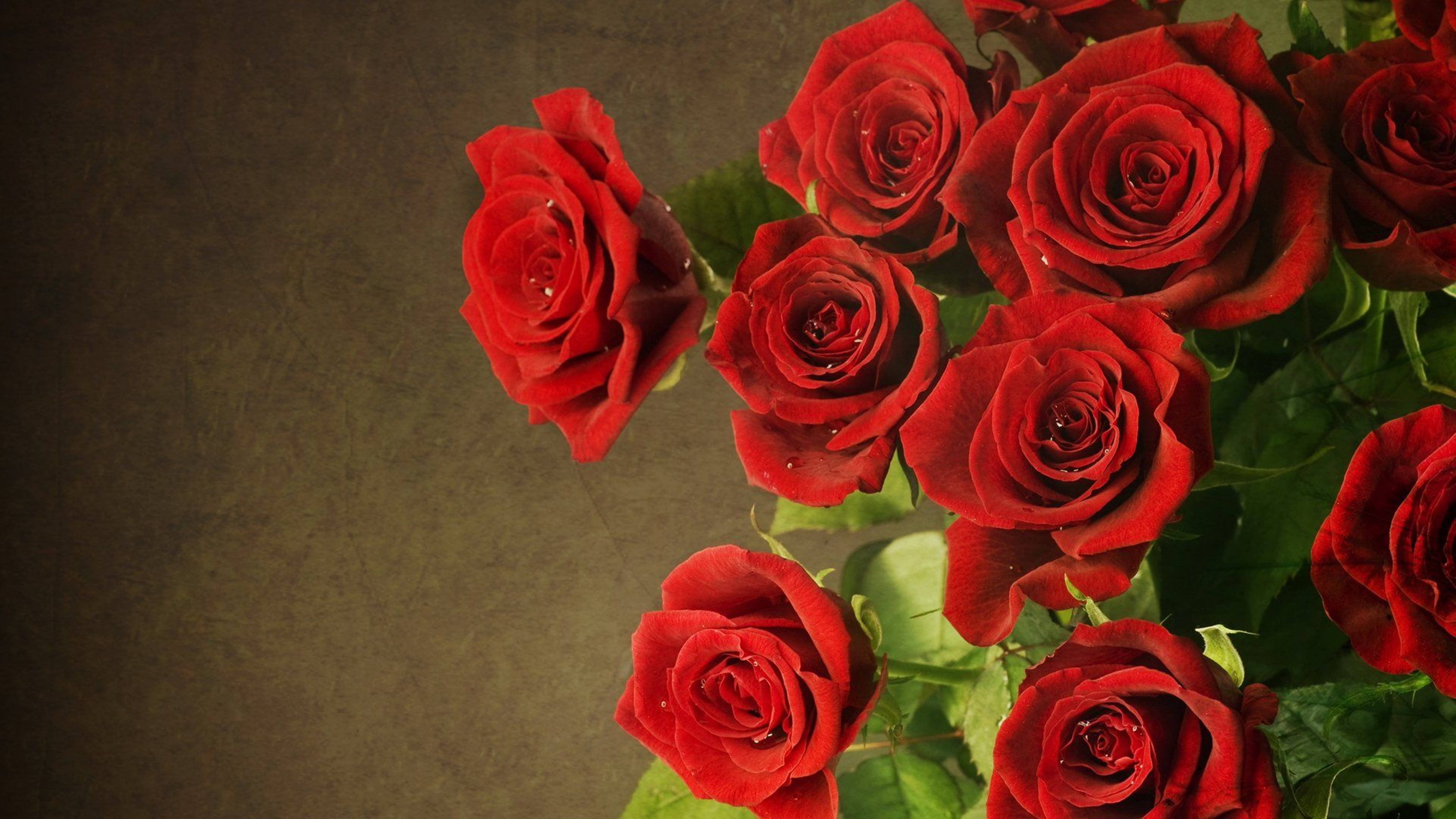 4K Roses, brown wall, vibrant red roses, 5K Desktop Wallpaper