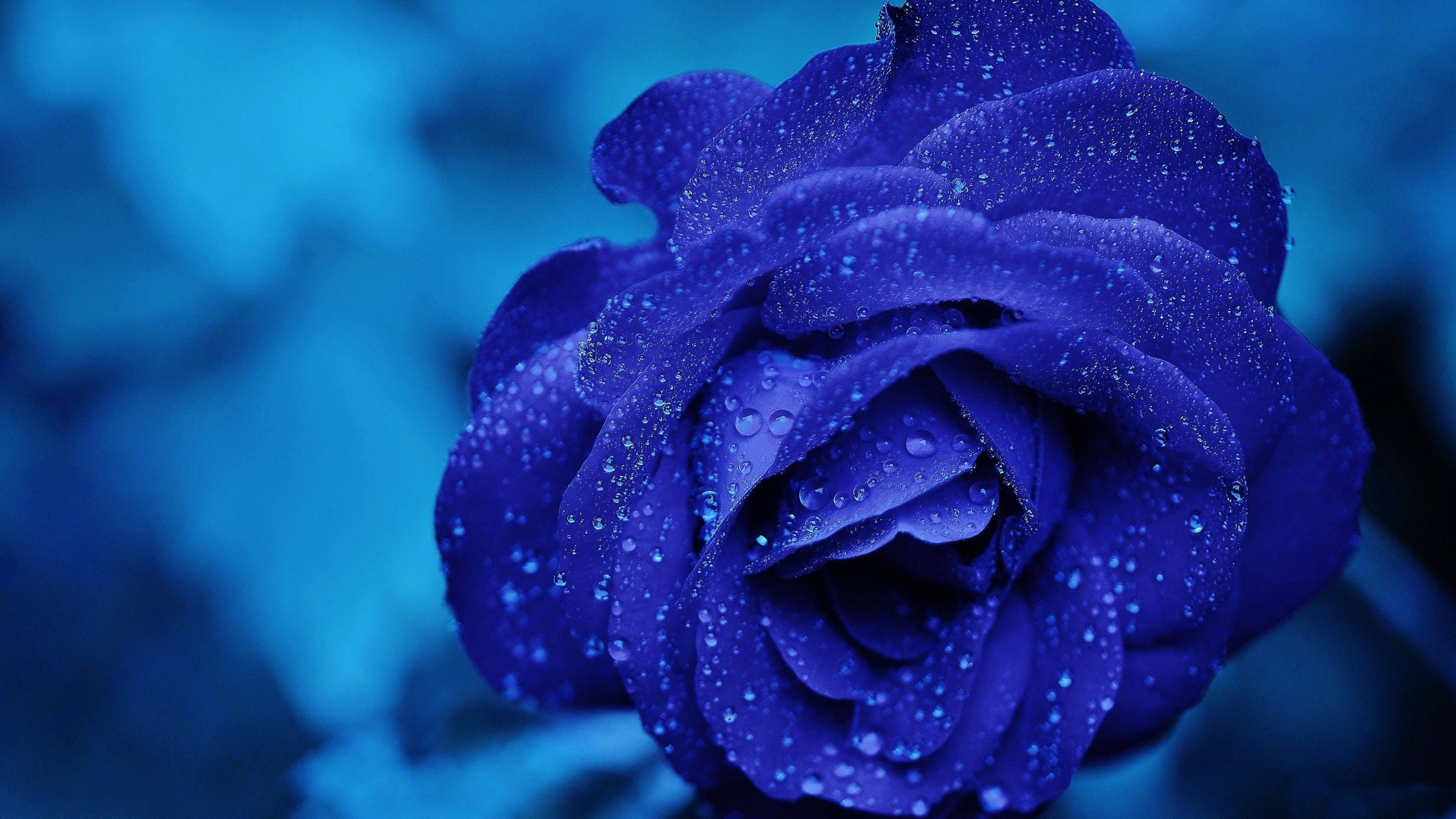 4K Blue Rose, deep blue rose, dewdrops, 5K Desktop Wallpaper