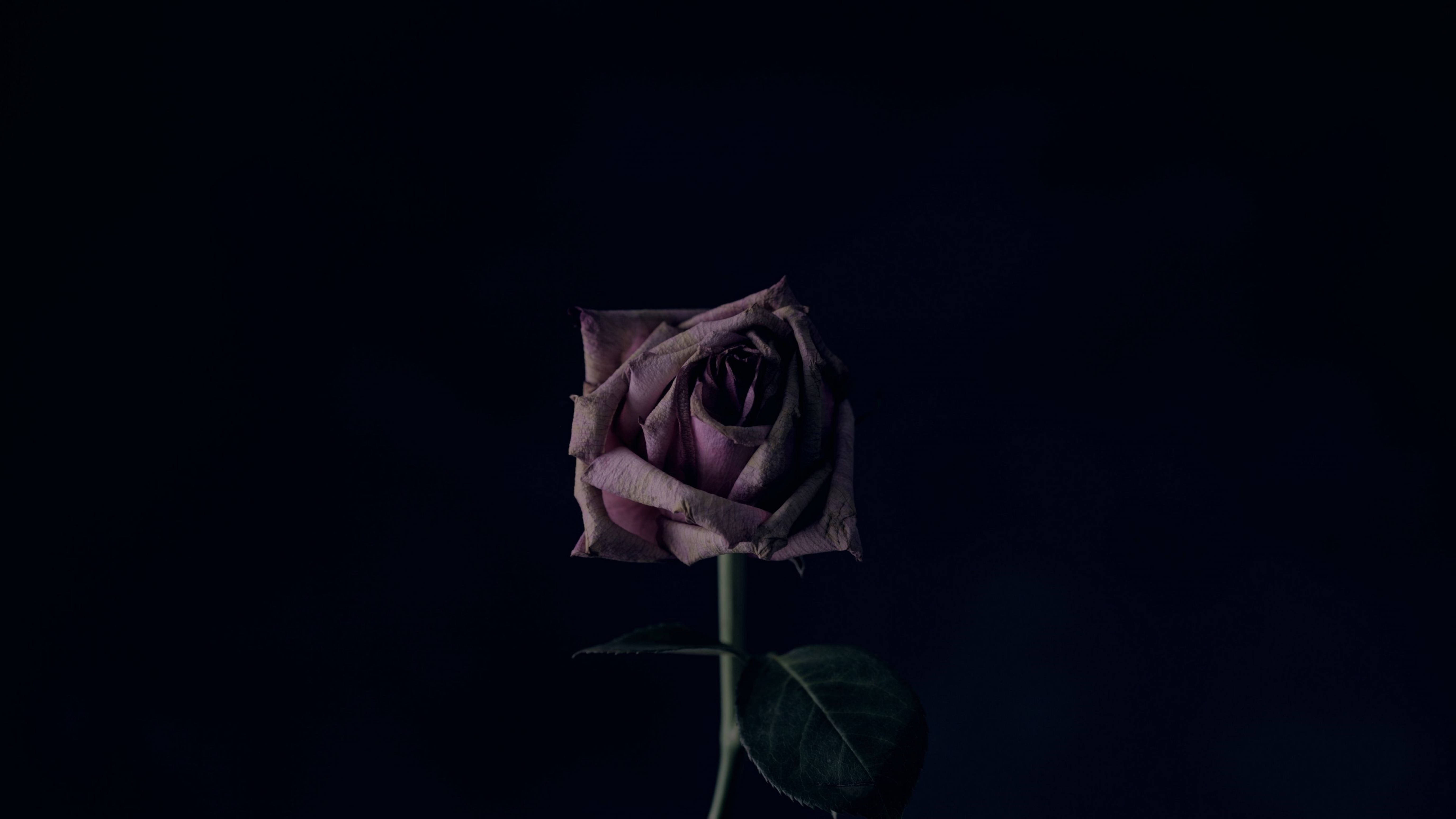 4K Withered Rose, purple rose, withered, 5K Desktop Wallpaper