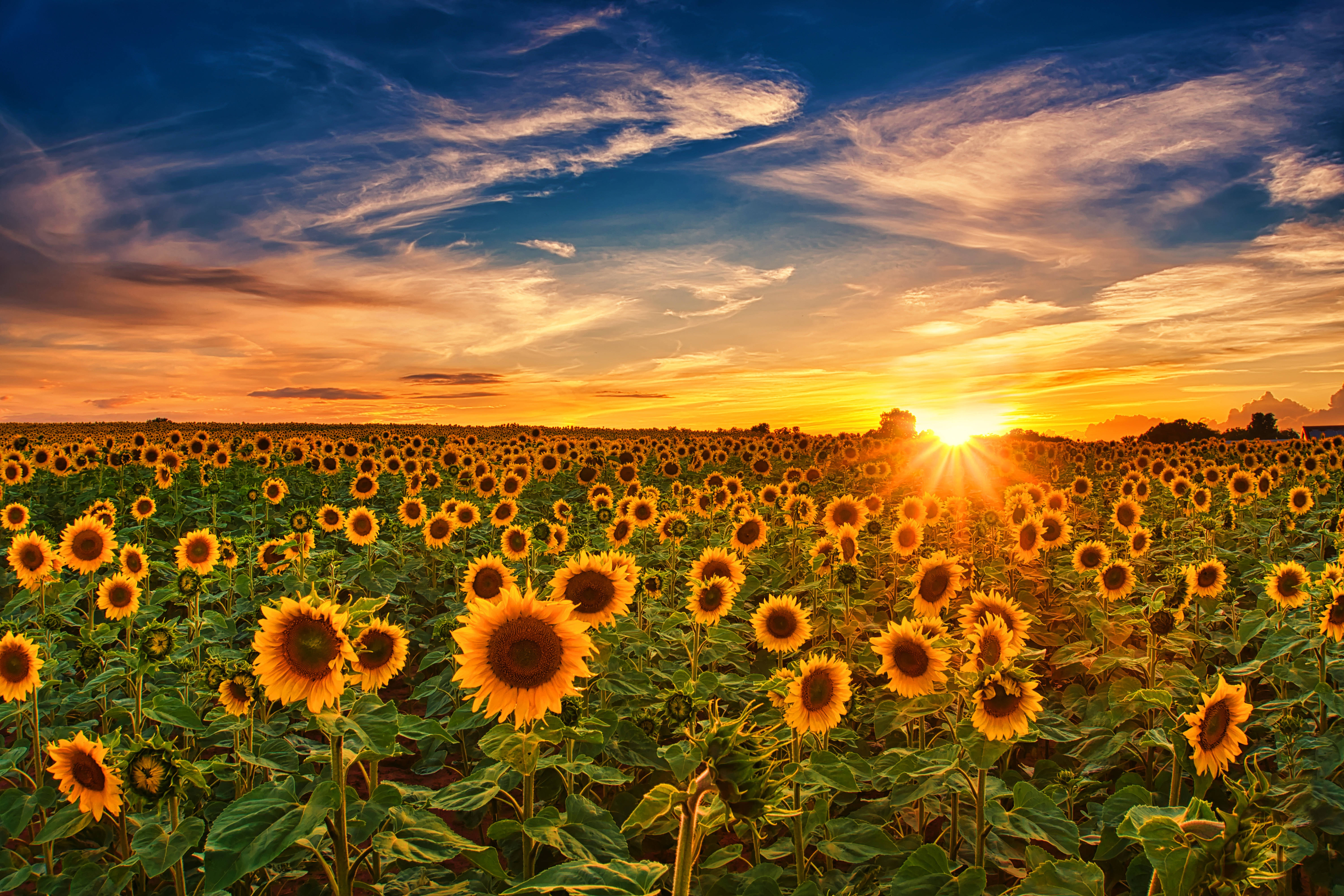 4K Sky, sunflower field, golden hour, 5K Desktop Wallpaper