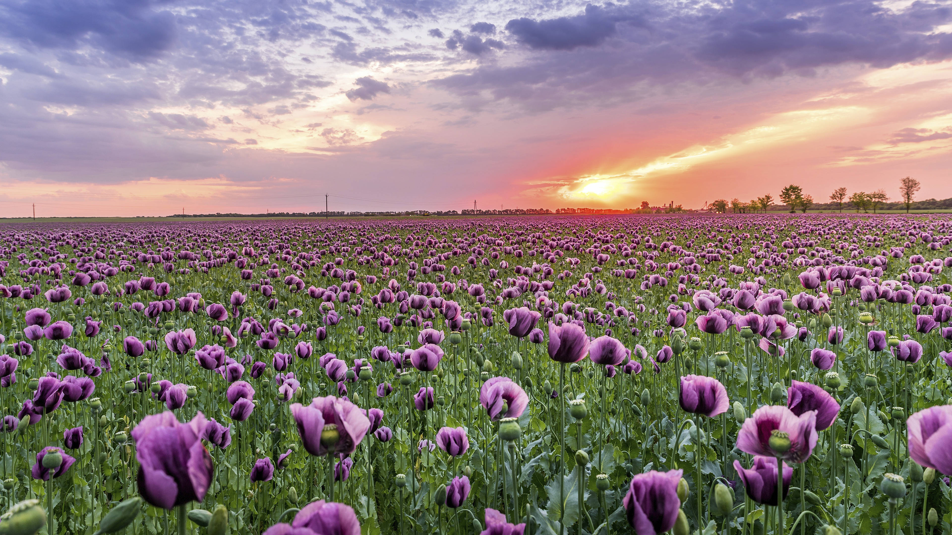 4K Sky, sunset, purple, 4K Desktop Wallpaper